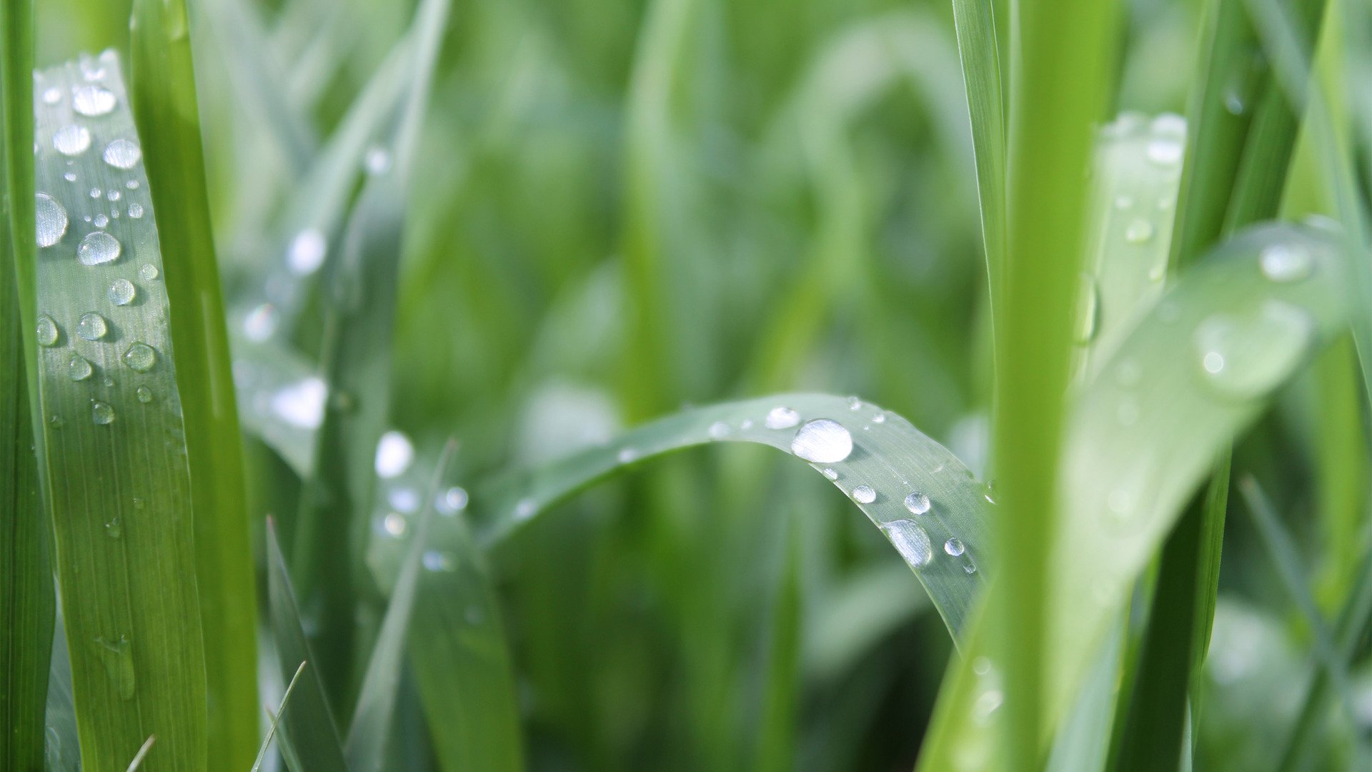 Raindrops On Grass 239516 - WallDevil