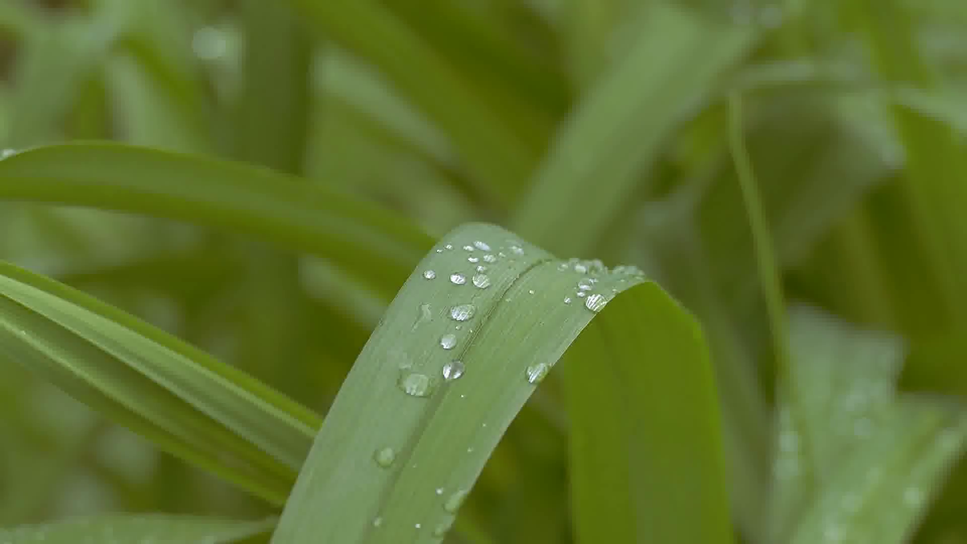 in raindrops grass slow motion video Stock Video Footage - VideoBlocks
