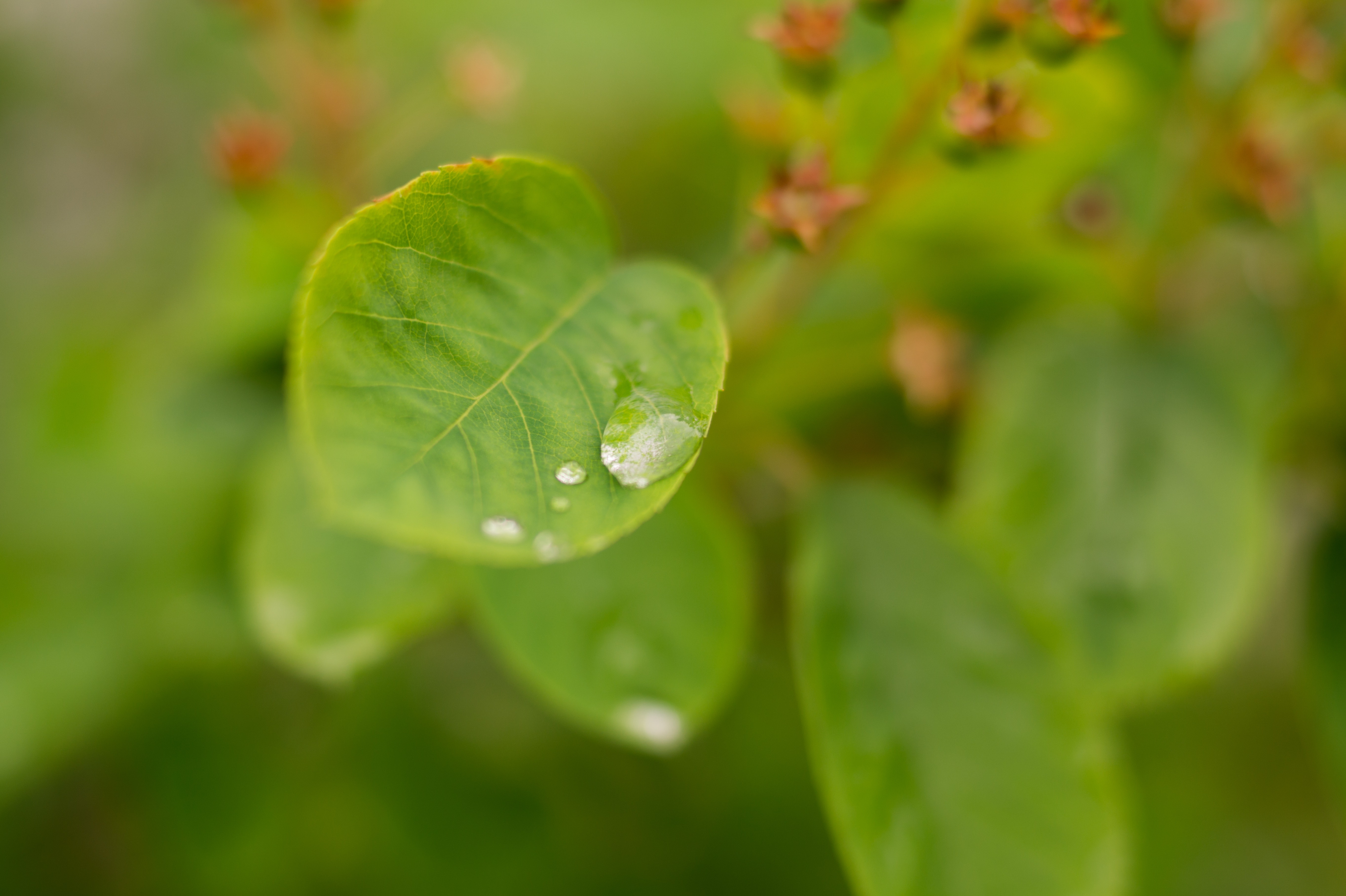 Free stock photo of drop of water, leaf, rain