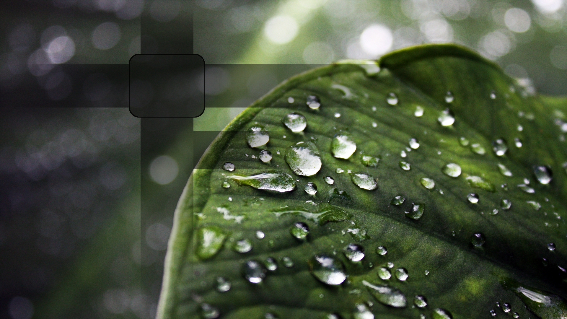 Rain On Leaves Wallpaper HD | PixelsTalk.Net