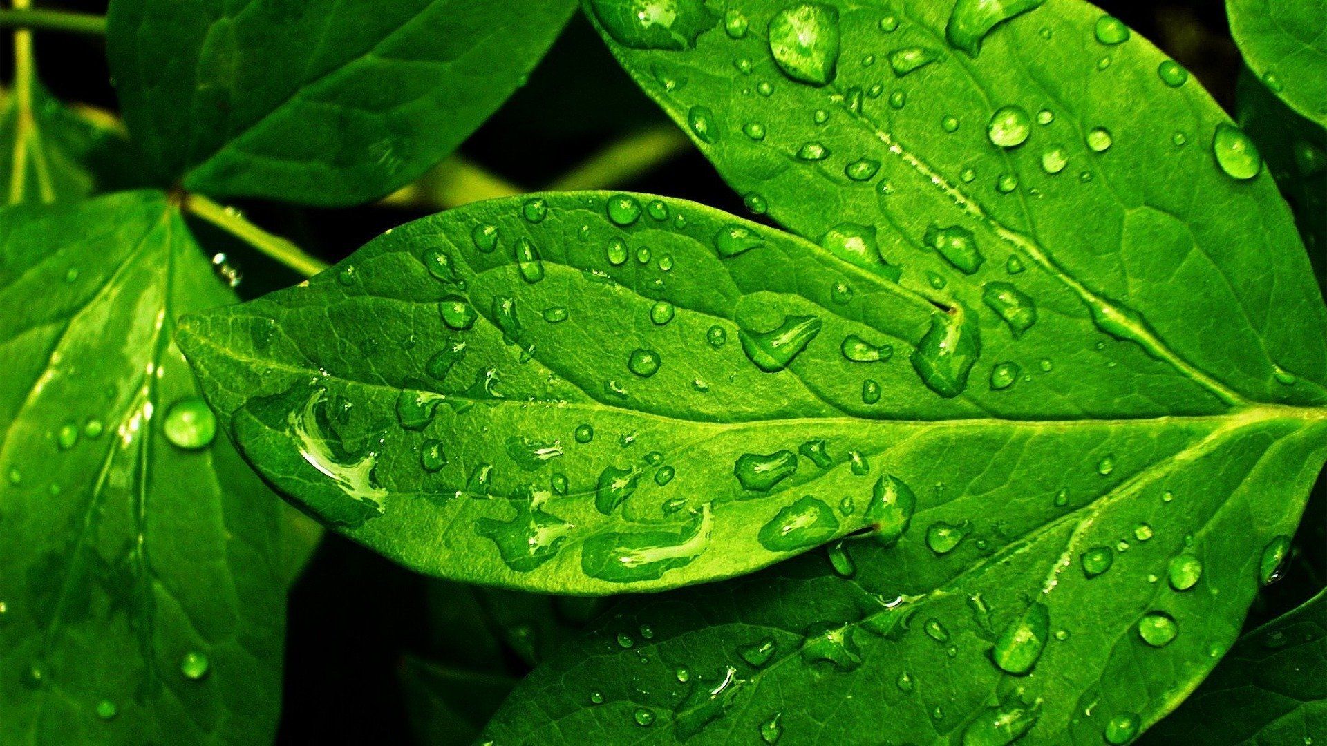 Miscellaneous Green Rain Leaf Raindrops Leafs Fresh Best ...