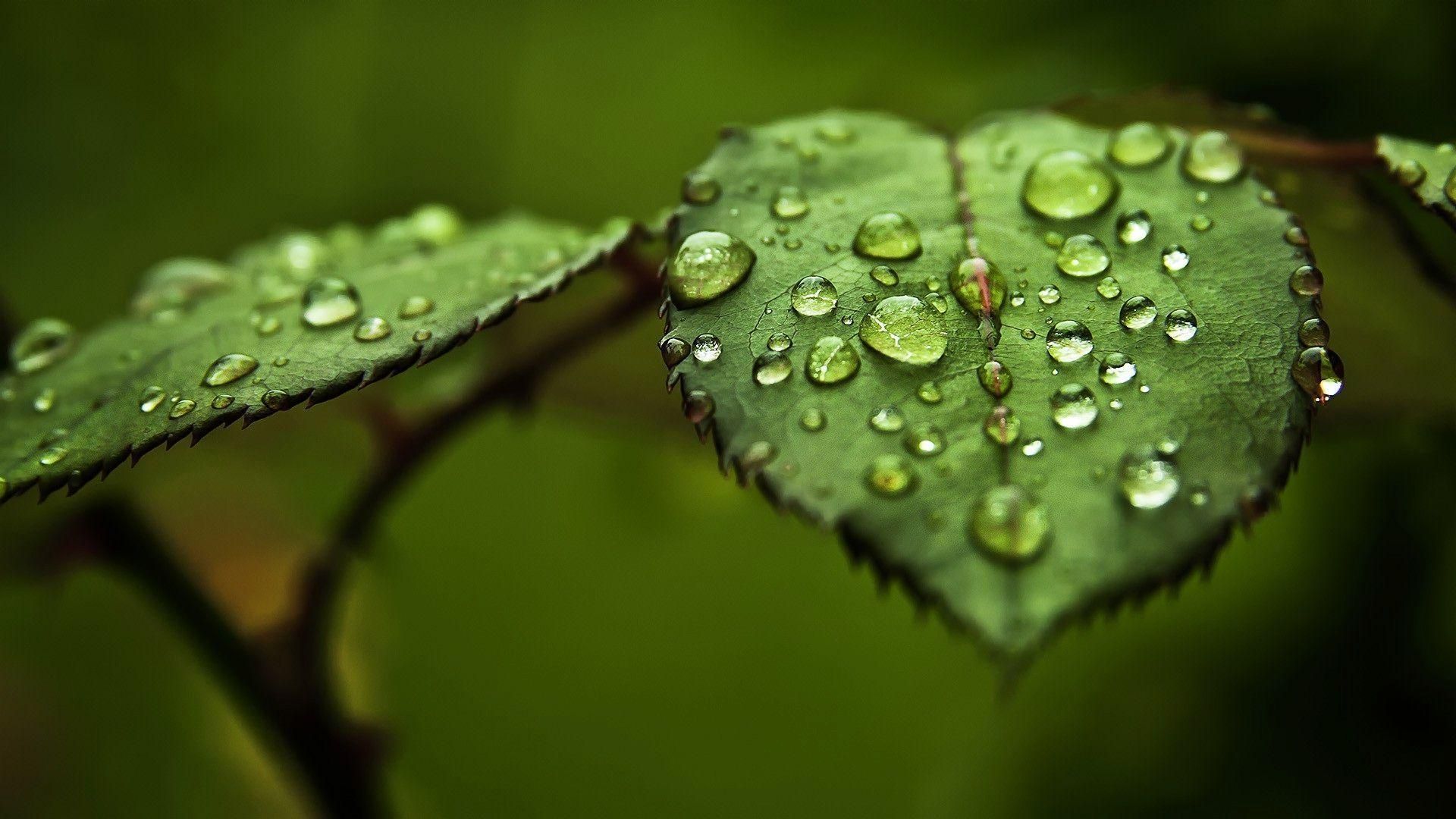 Green - leaf - dew -nature - macro - photography | Green 3 painting ...