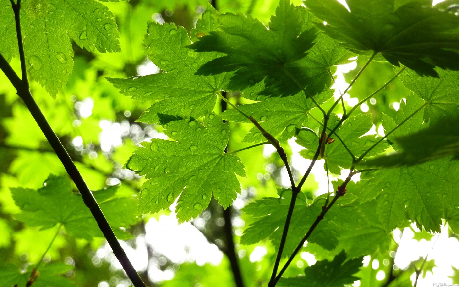 MLeWallpapers.com - Maple Leaves with Raindrops