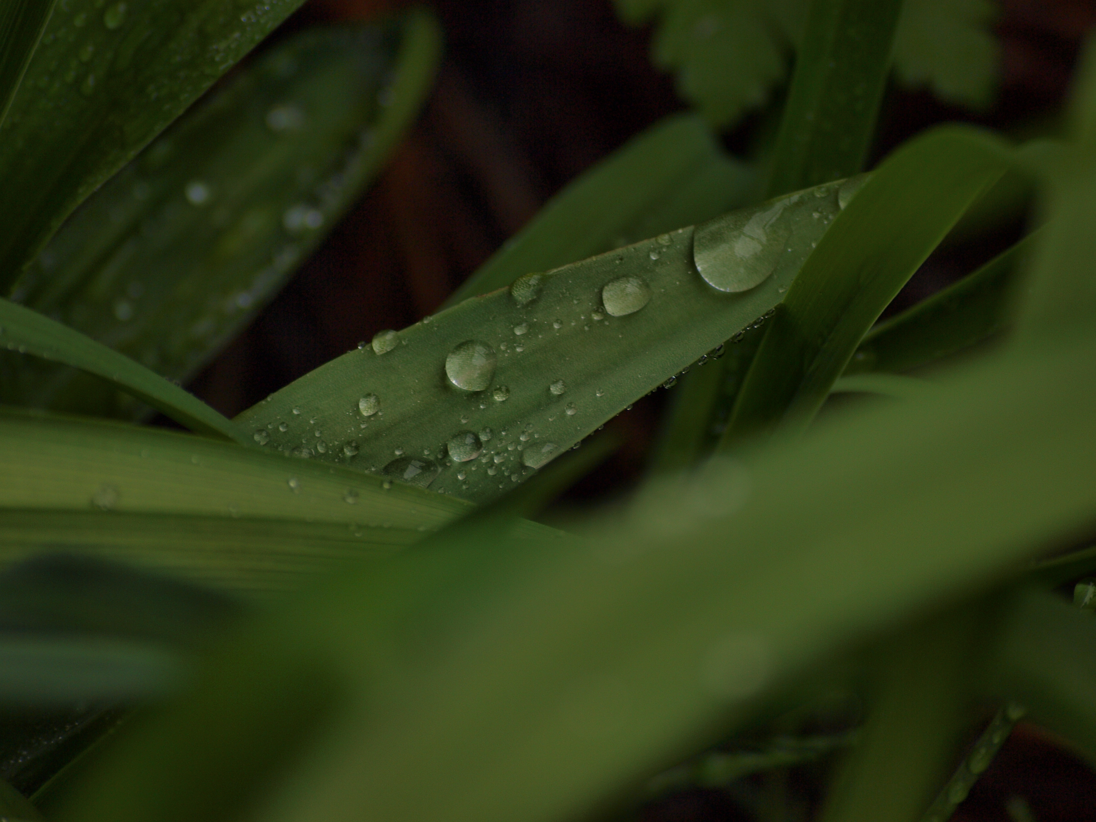 Raindrops on leafs