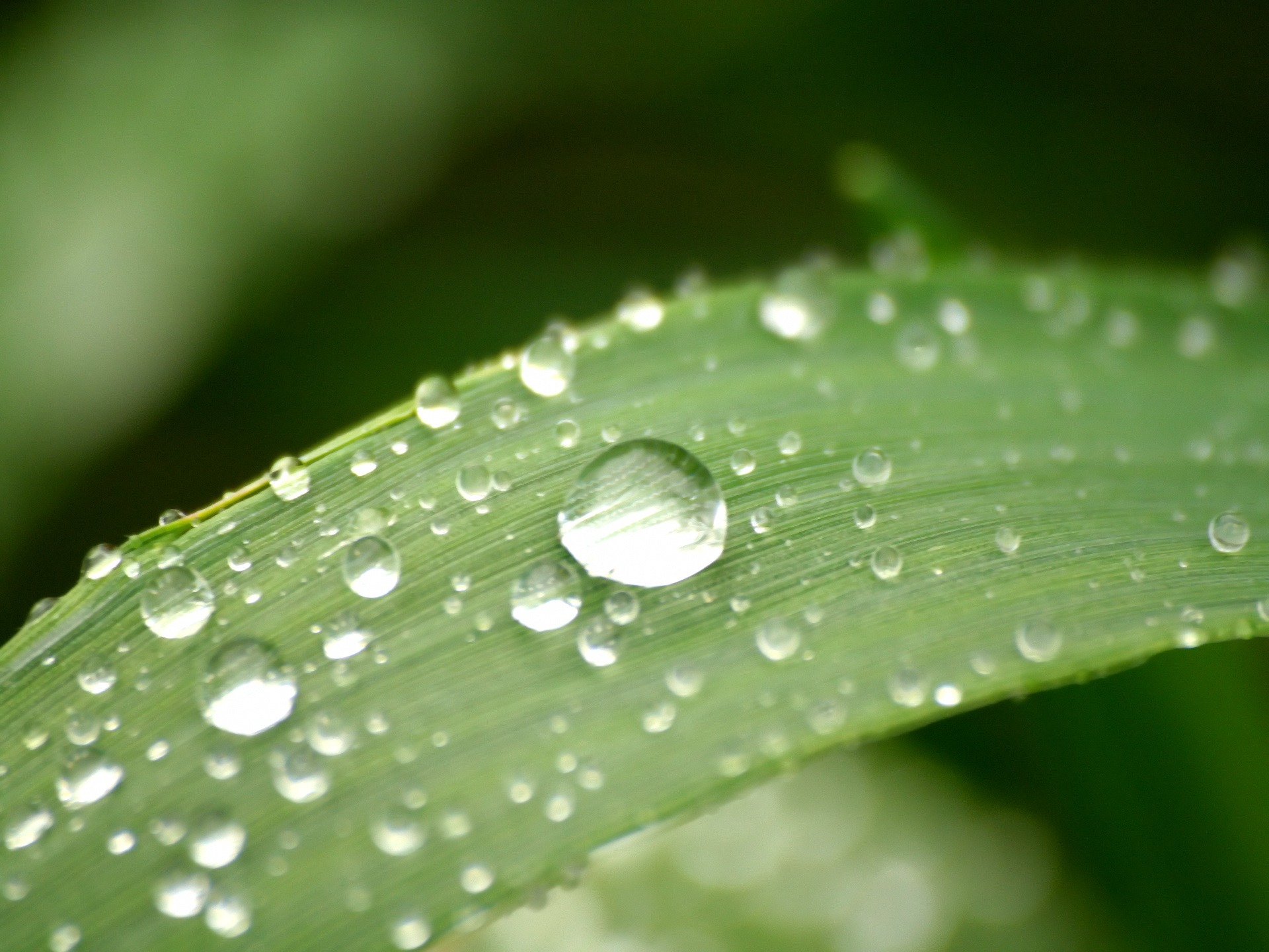 Leaf drops Wallpaper Plants Nature Wallpapers in jpg format for free ...