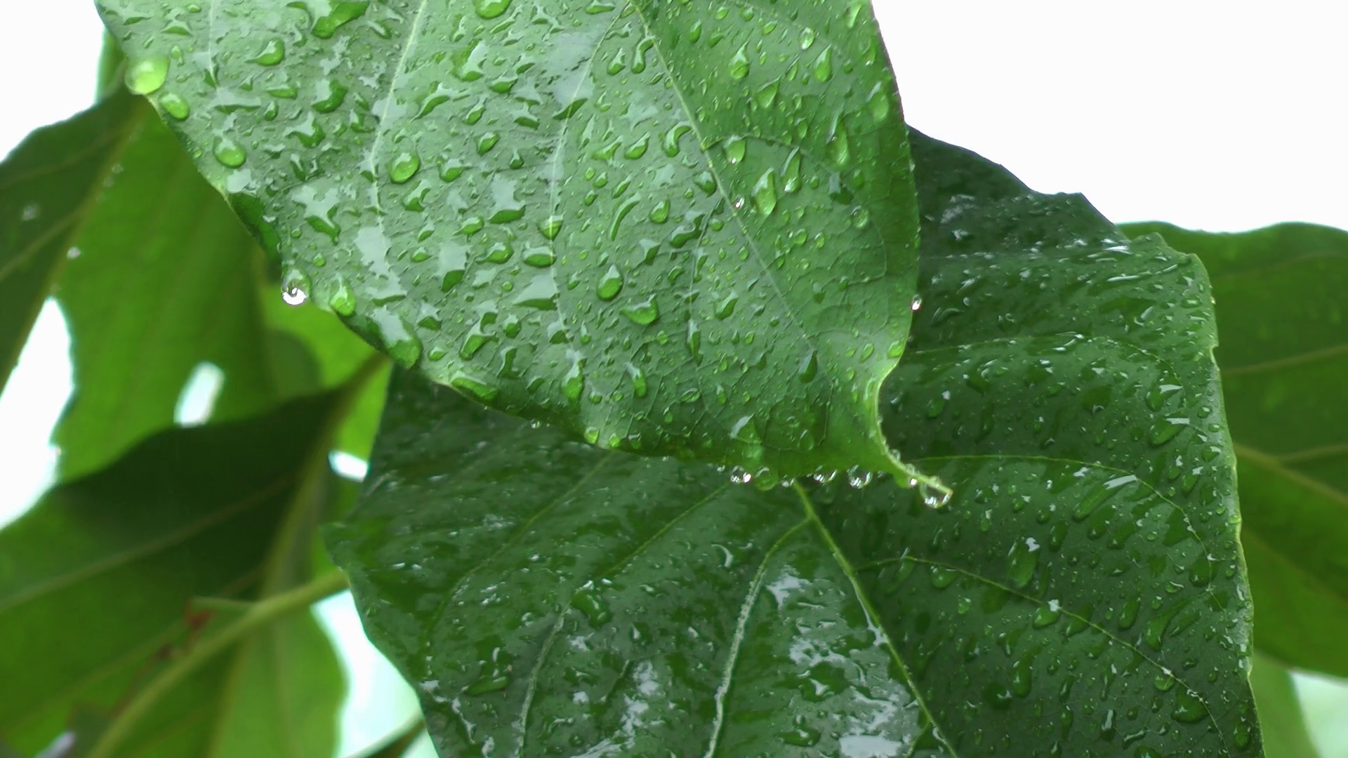 Raindrops on avacado leafs from heavy rainfall Stock Video Footage ...