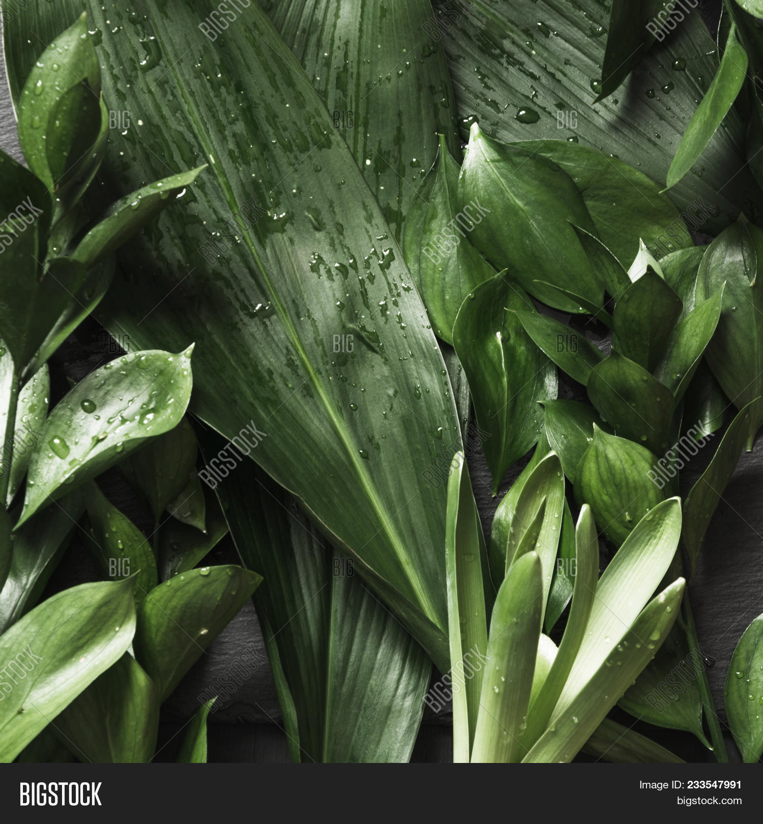 Green Tropical Leafs Raindrops.view Image & Photo | Bigstock