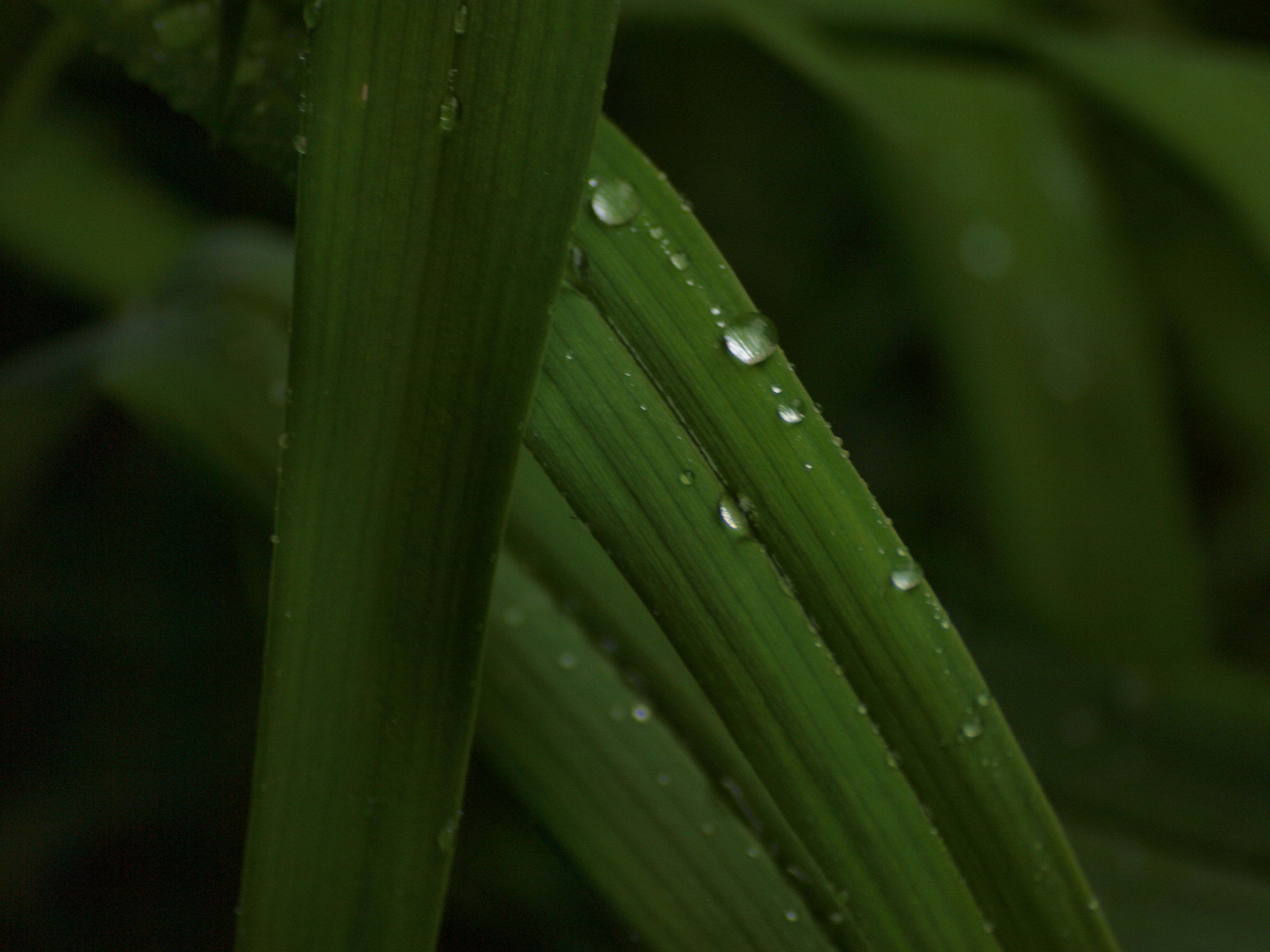 Raindrops on leafs