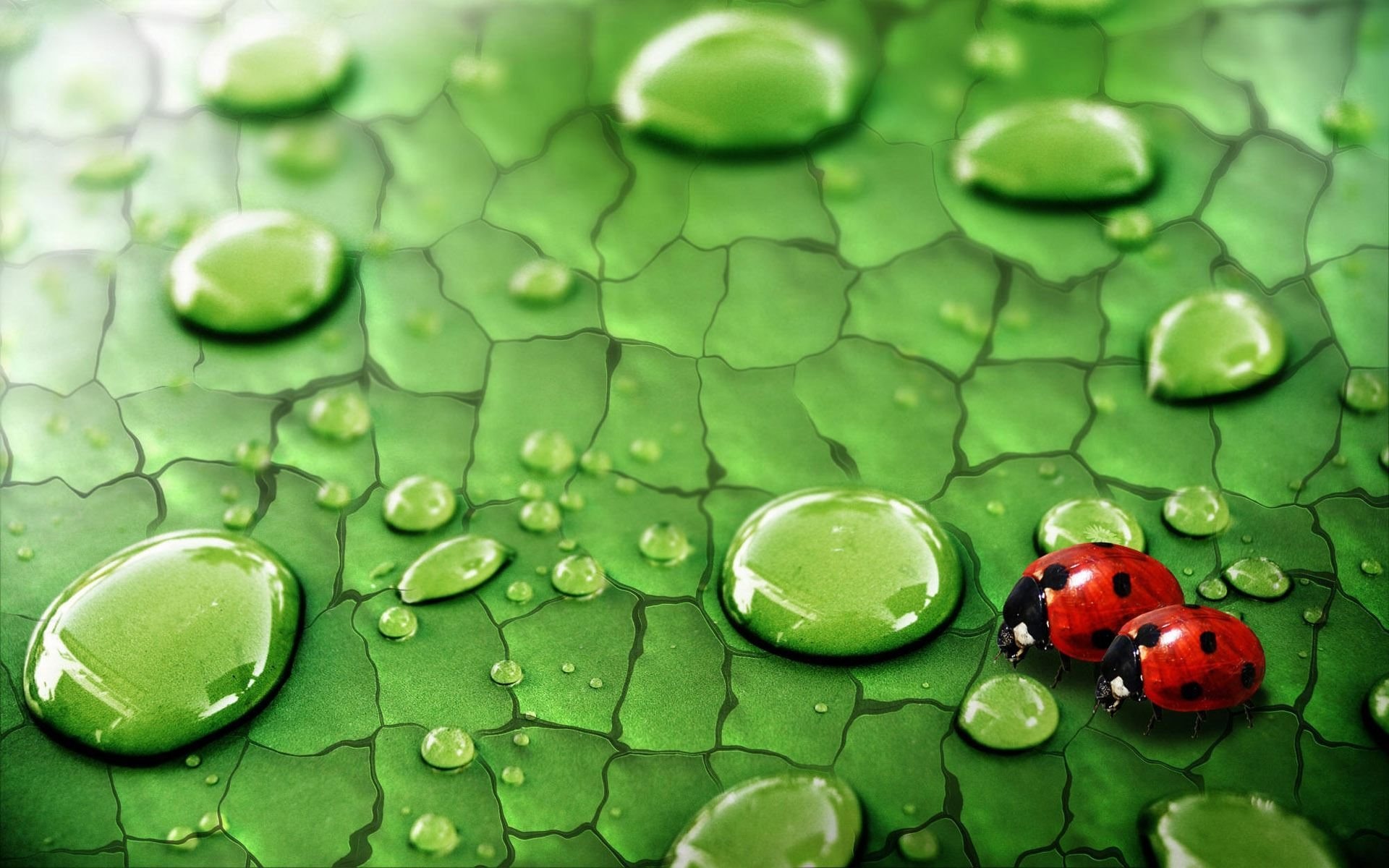 Wallpaper Raindrops on green leaf and ladybug 1920x1200 HD Picture ...