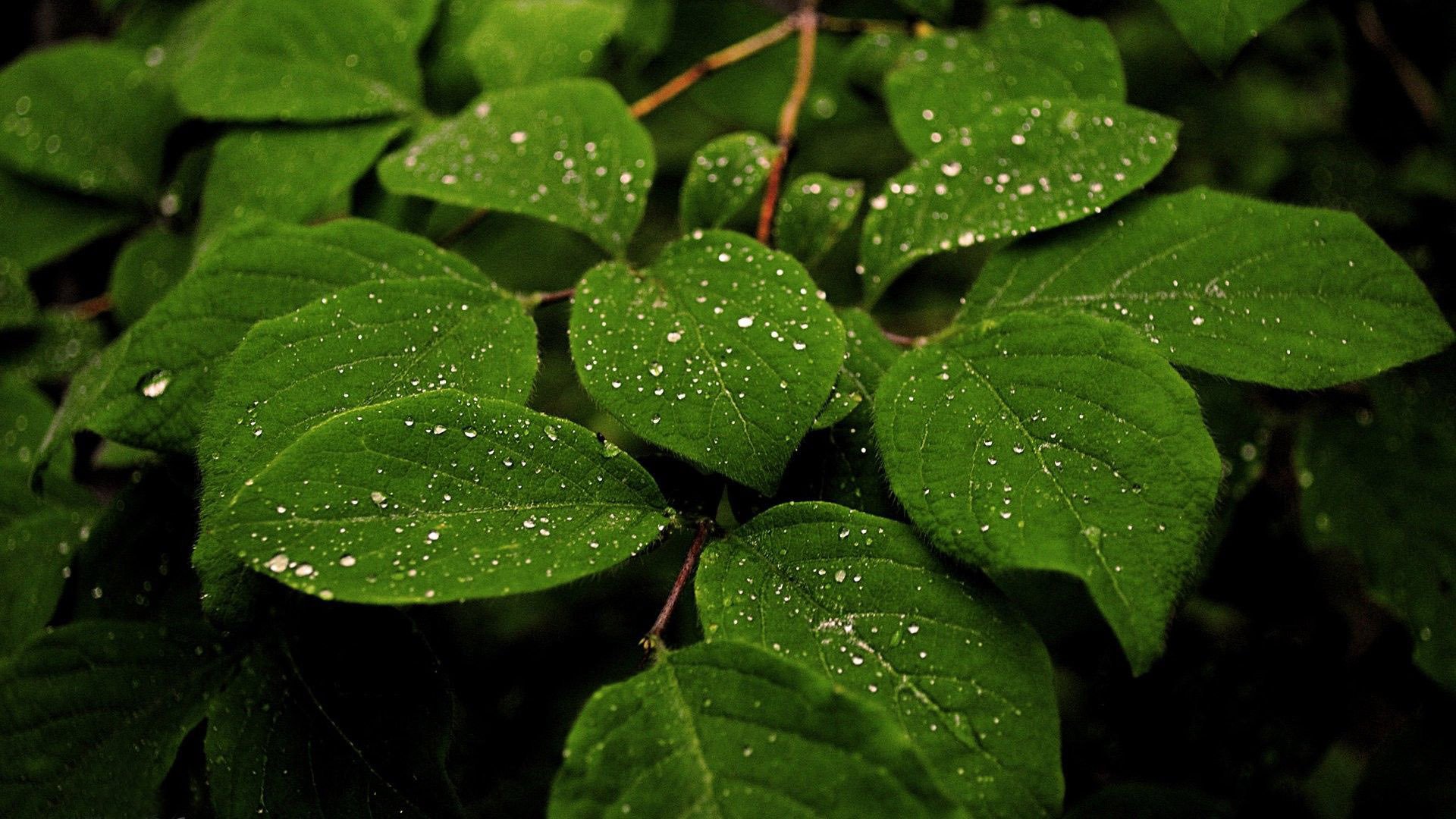 Rain Drops On Leaves - WallDevil
