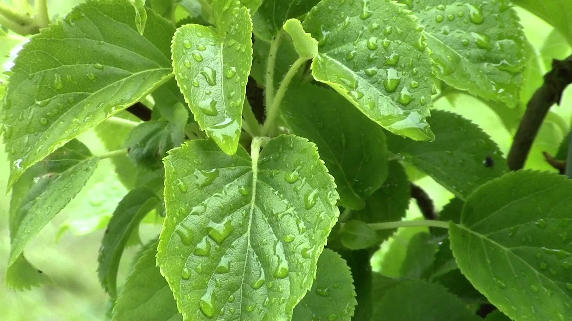 raindrops on leaves - YouTube