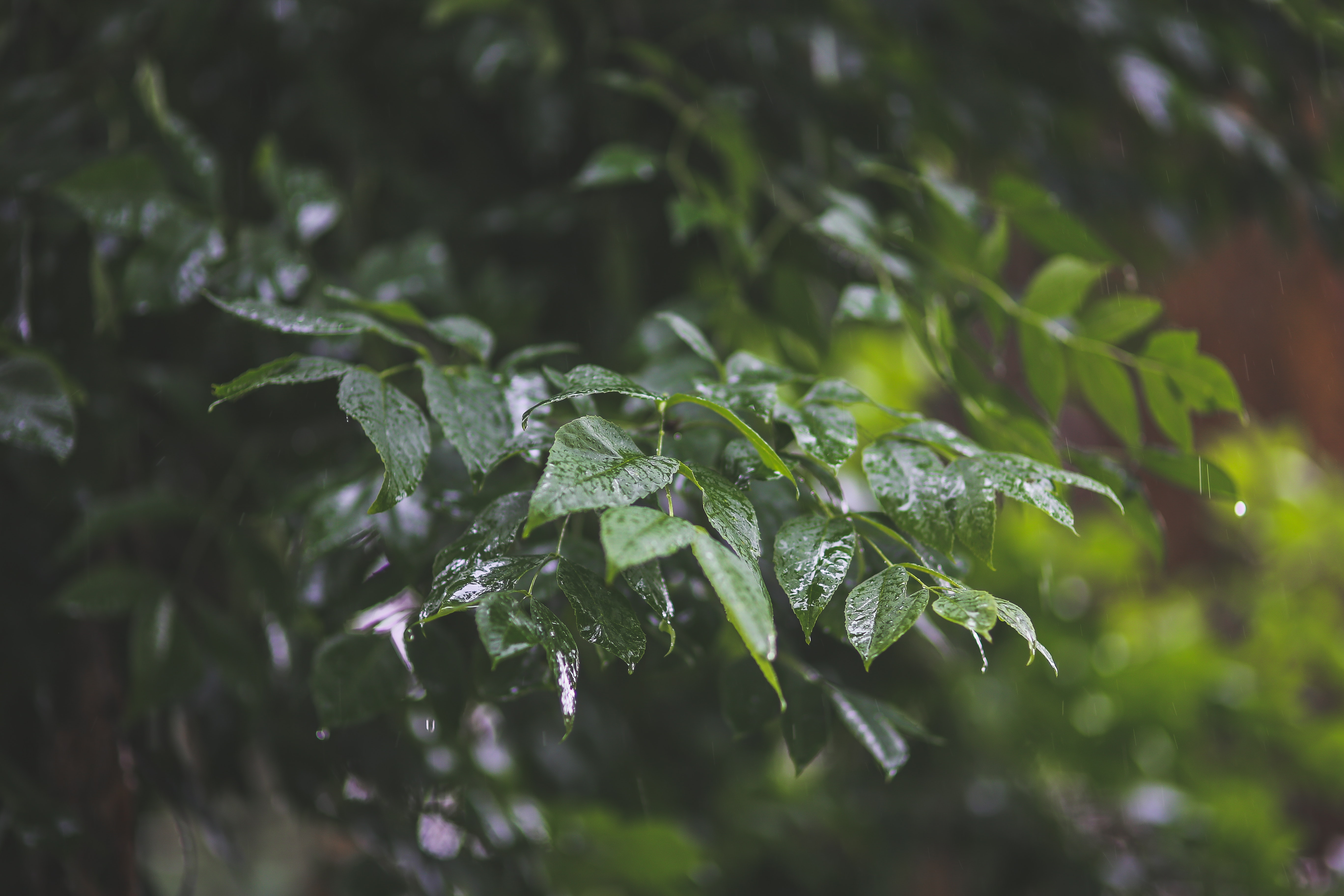 Raindrops on leaves · Free Stock Photo