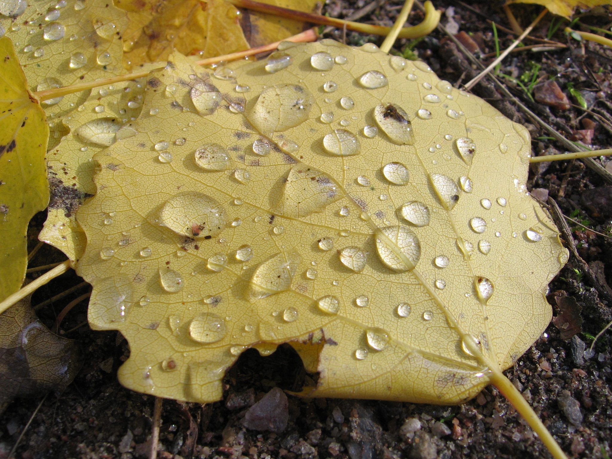 Raindrops on the leave photo