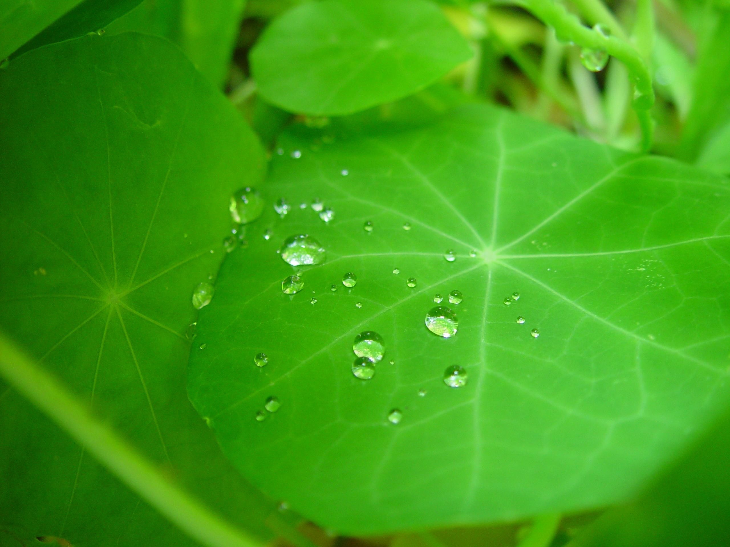 Raindrops on the leave photo