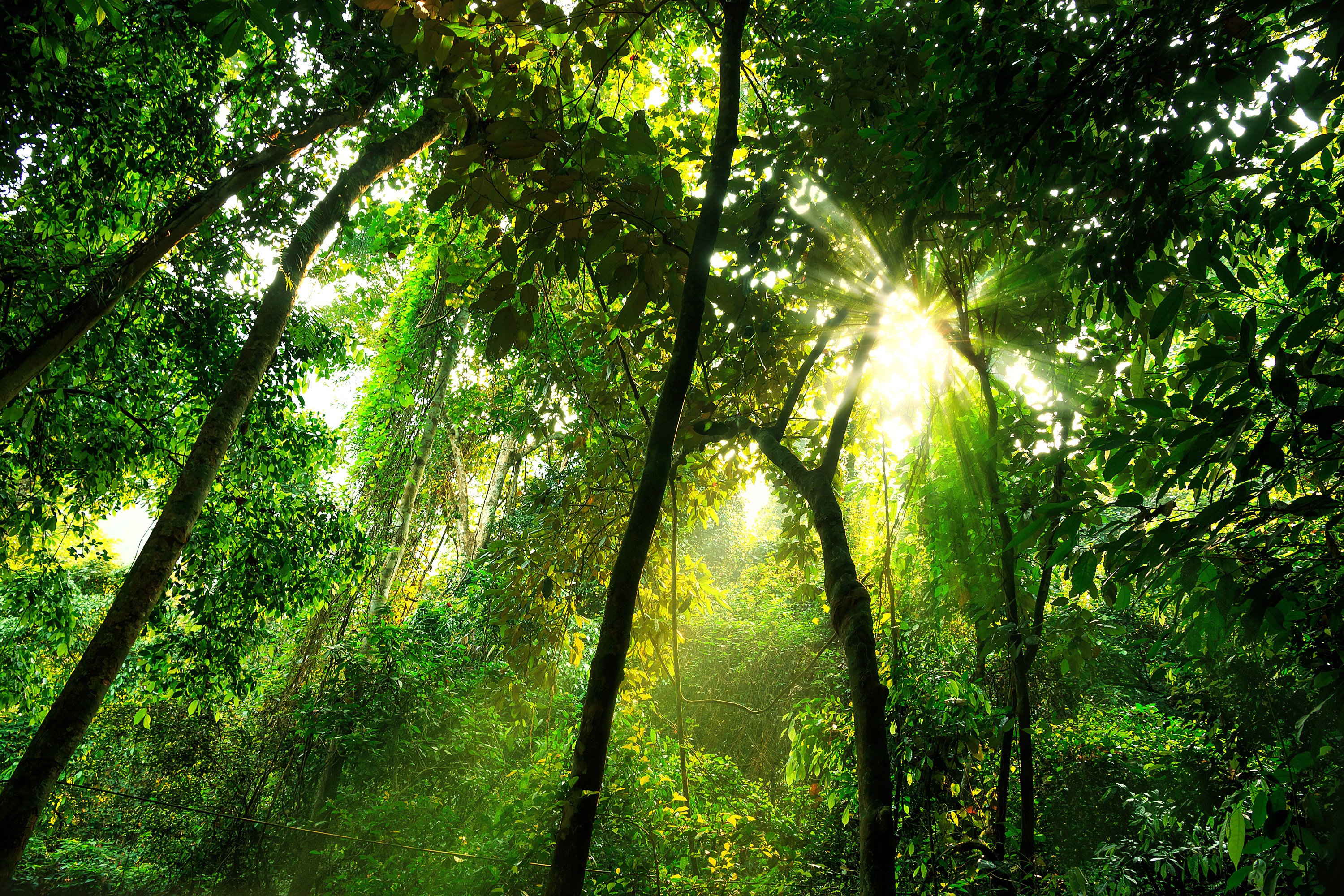 What is the structure of the tropical rainforest? - Internet Geography