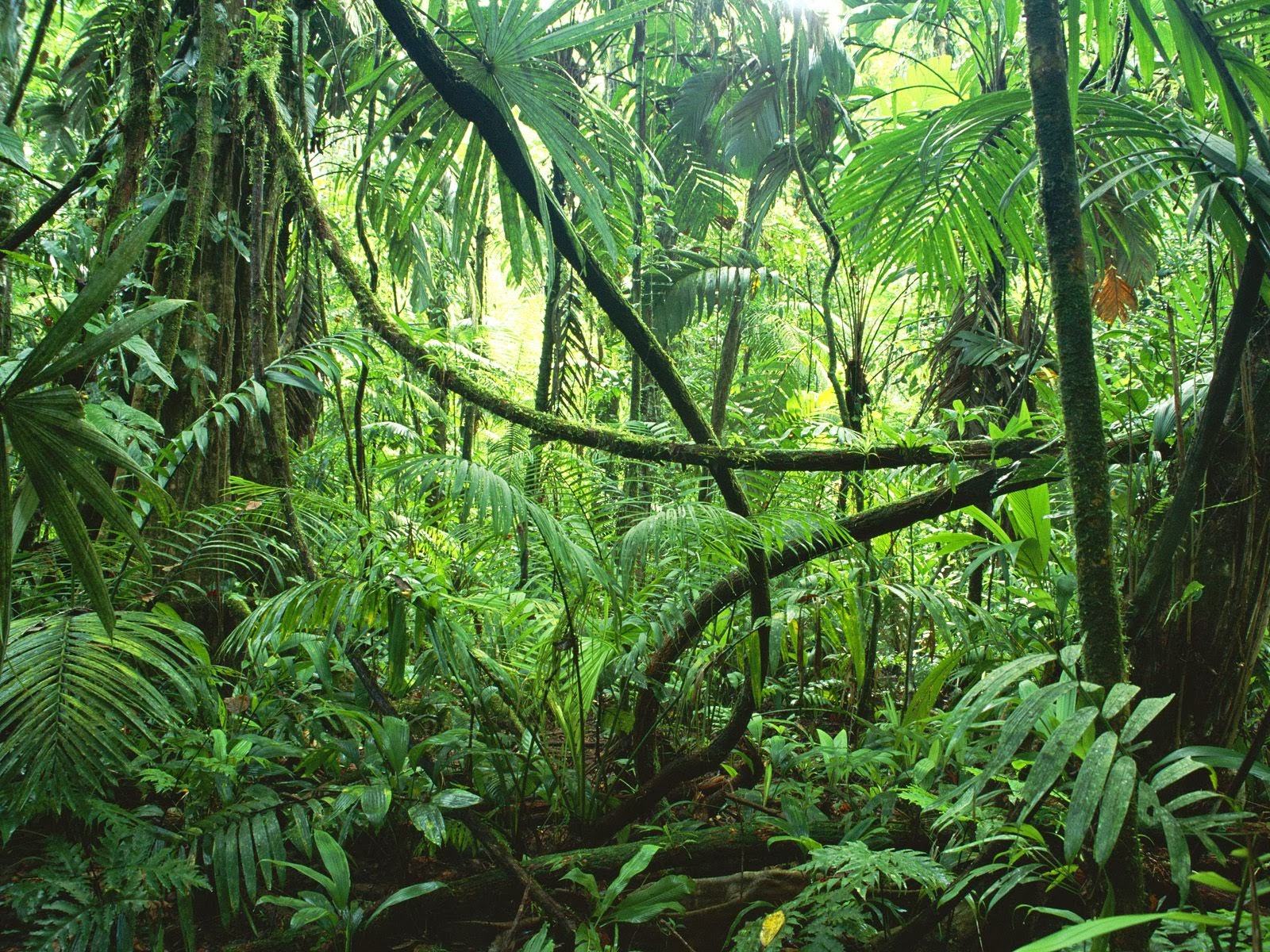 WHY SHOULD WE PROTECT THE RAINFOREST? |The Garden of Eaden