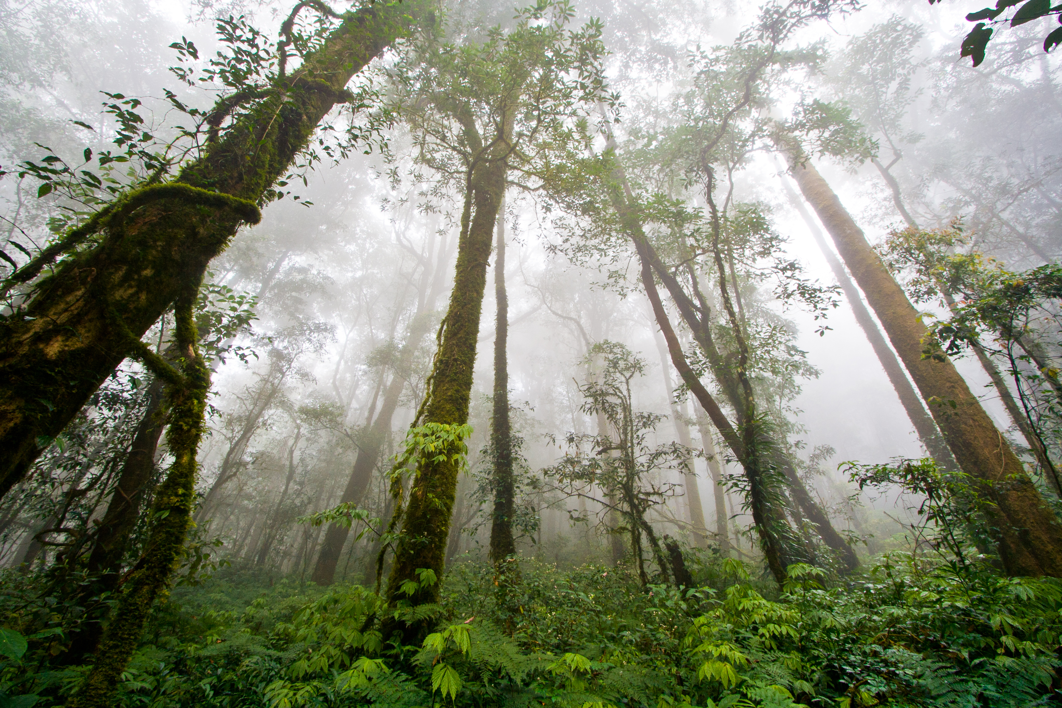 World Rainforests — One Meter at a Time