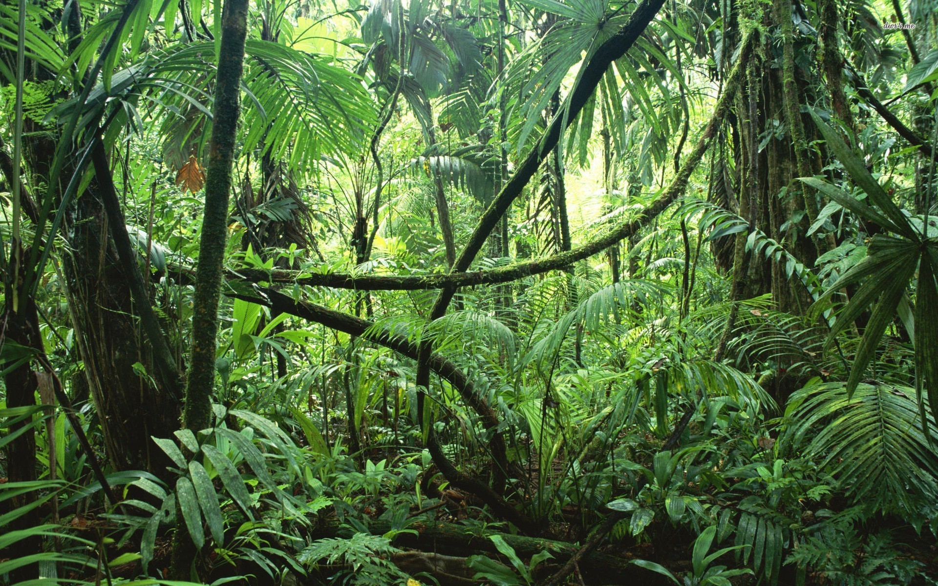 Loss of Biodiversity in Rainforest - by Charity Dunlevy-Todd ...