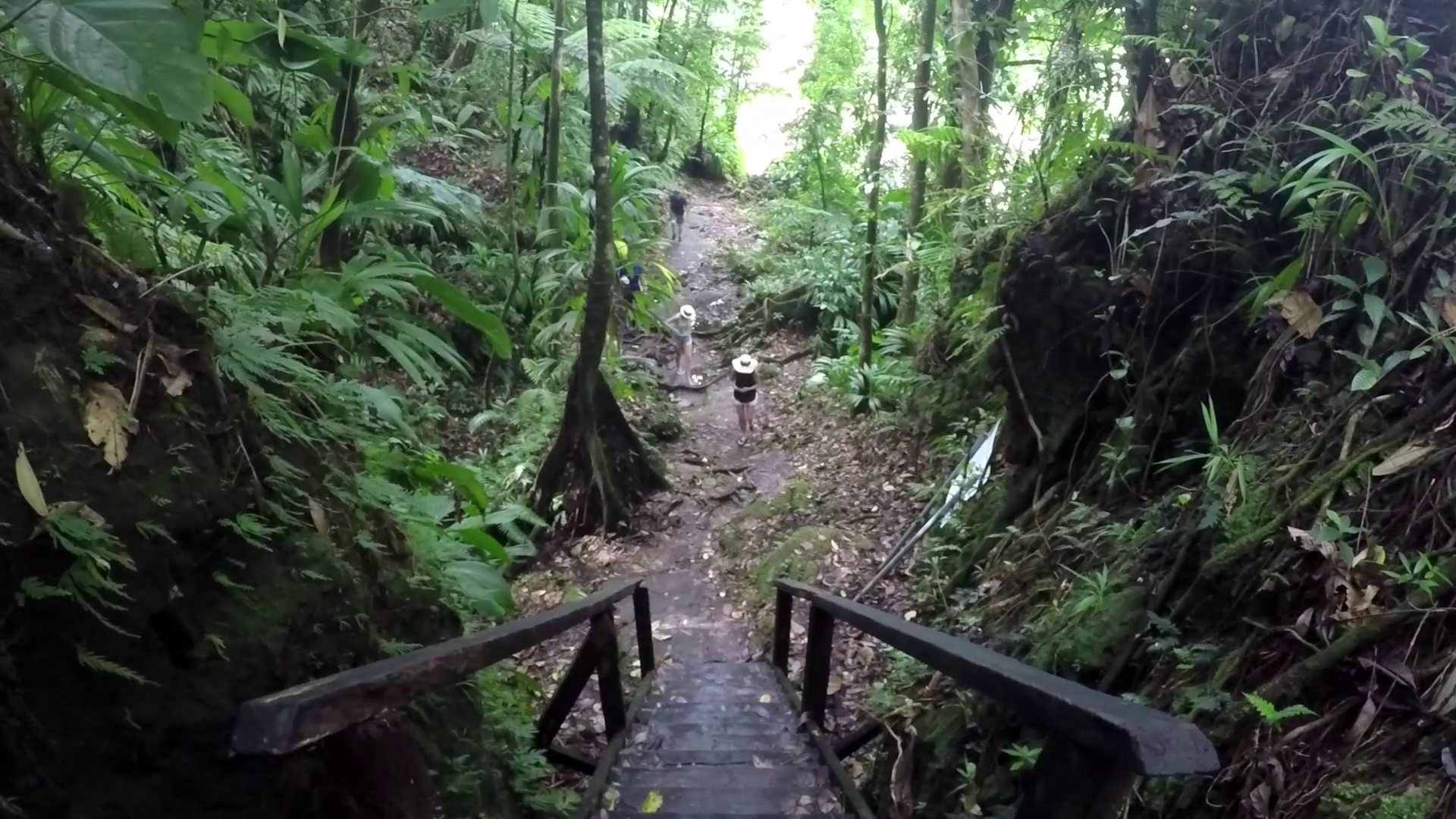 Amazing stairs and jungle forest on Dominica Island Stock Video ...