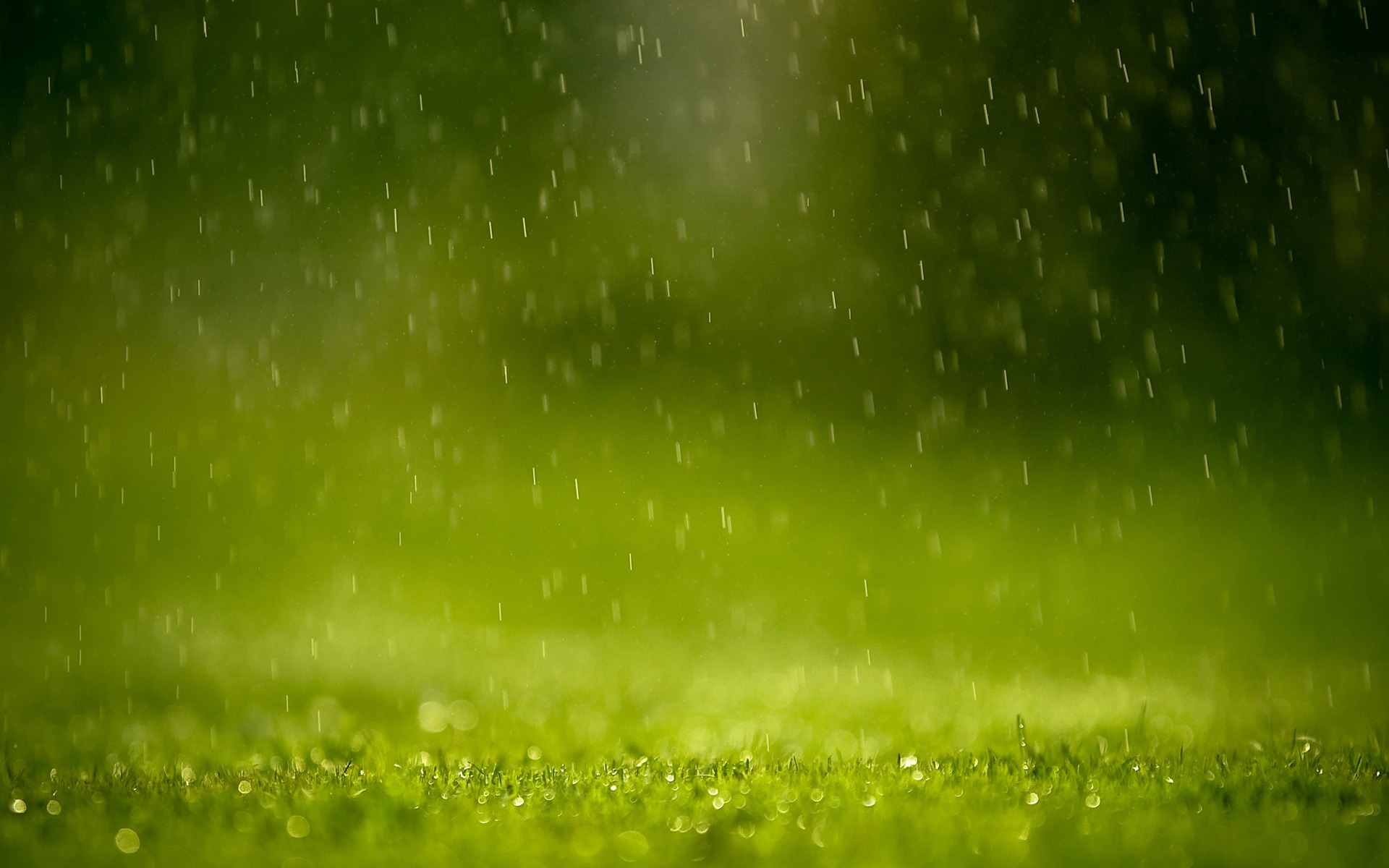 nature, grass, green, rainy :: Wallpapers