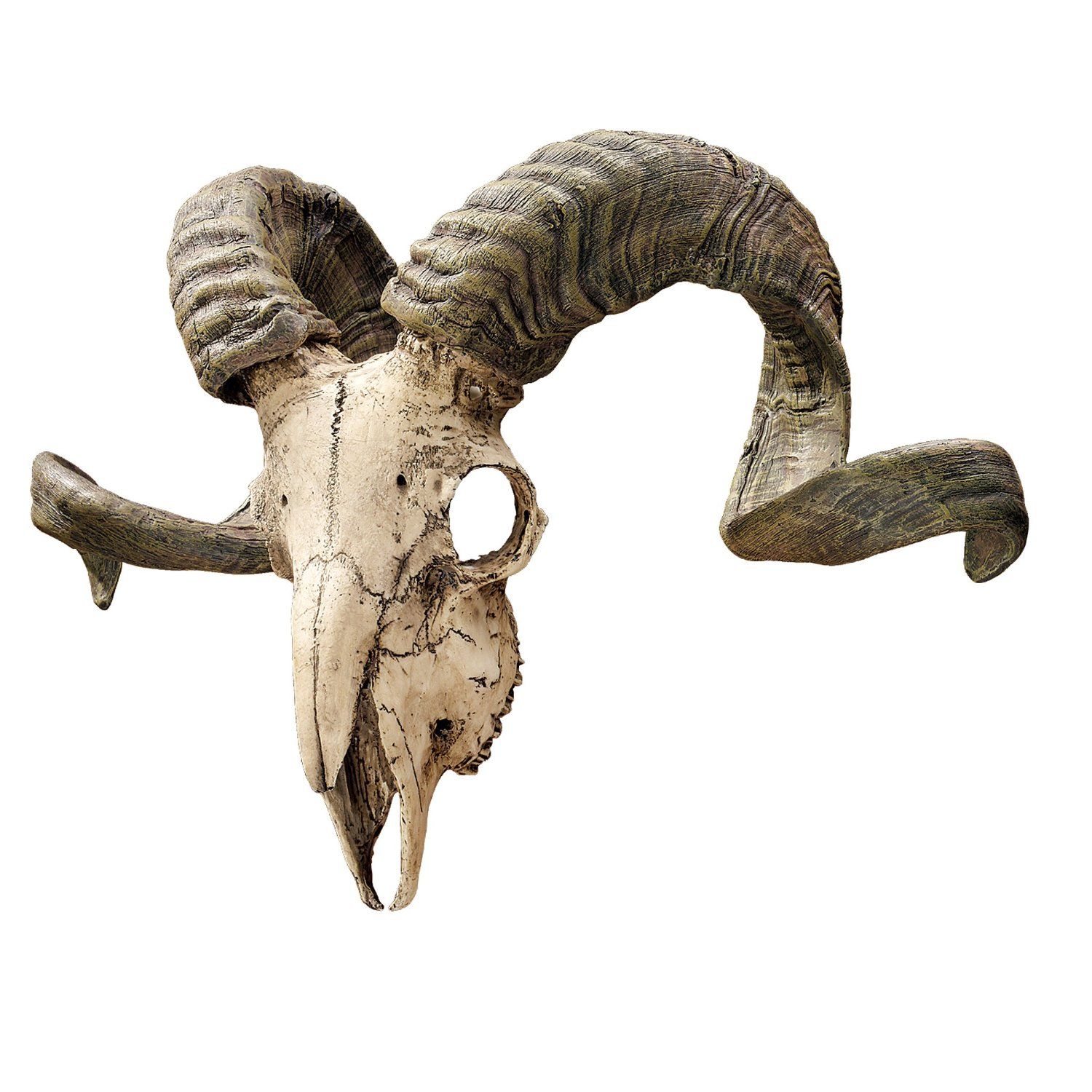 Design Toscano Corsican Ram Skull and Horns Wall Trophy: Amazon.co ...