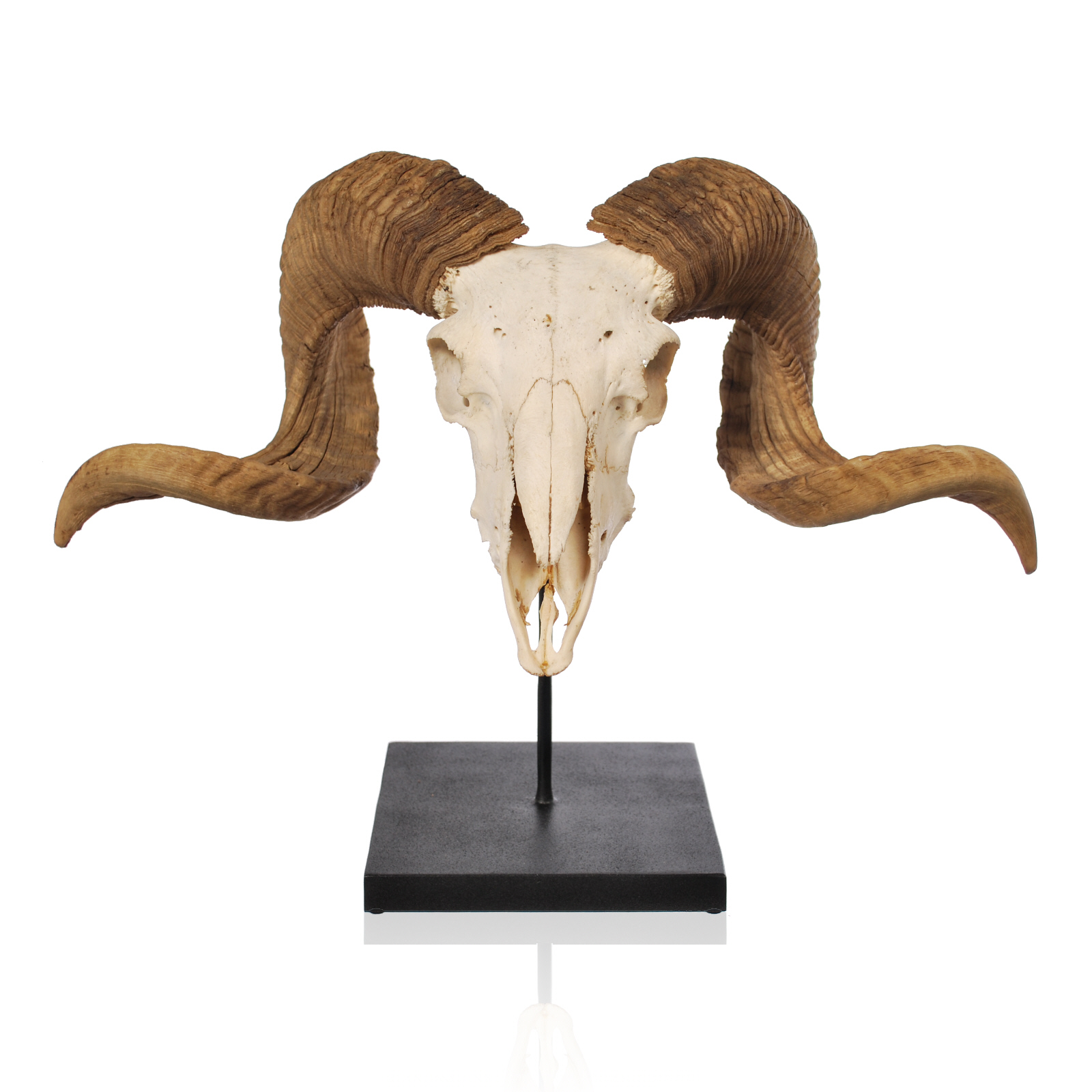 Image result for goat skull with horns | Goatman Capra Chimera Demon ...