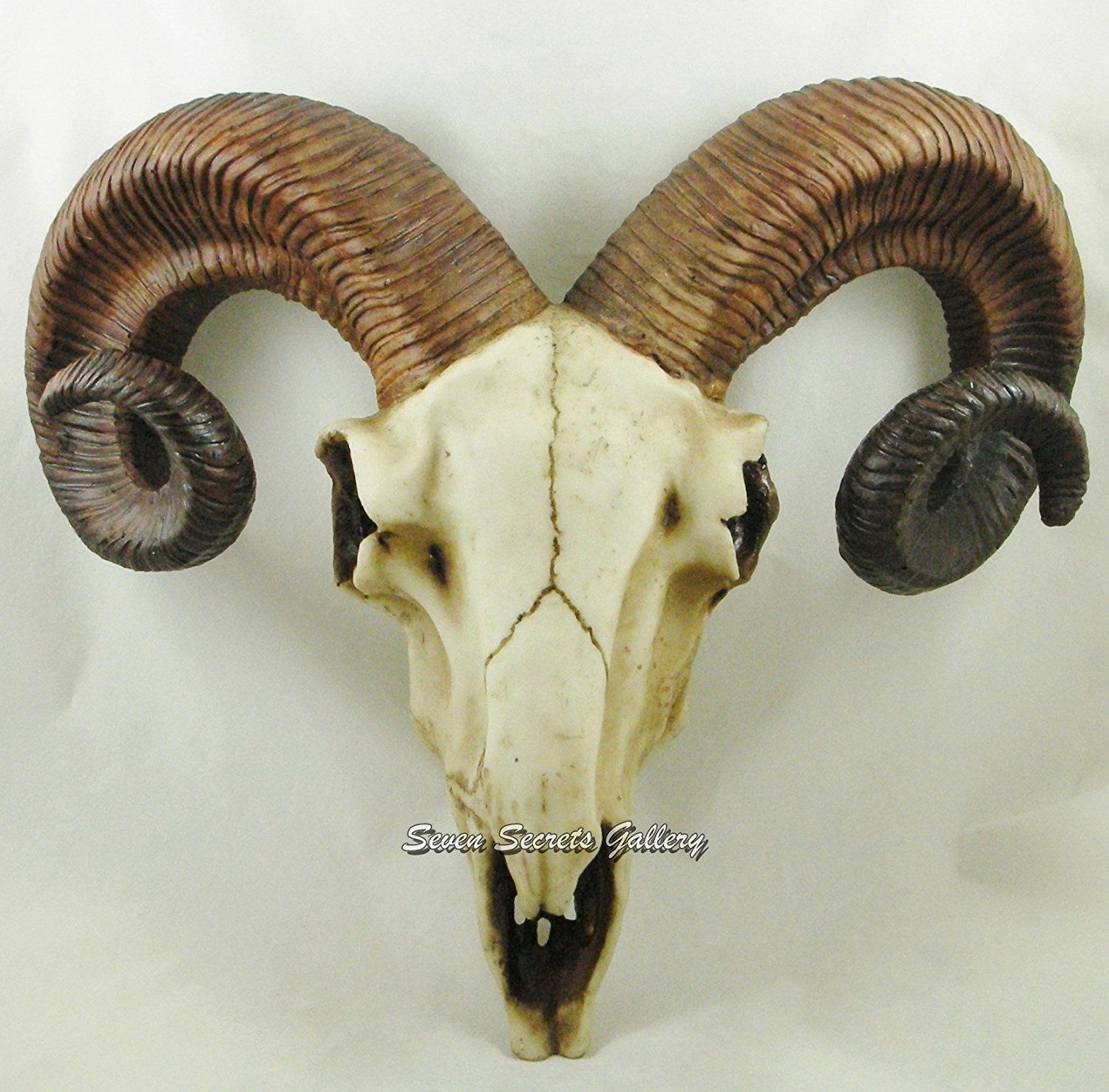 Free photo: Ram Skull - Anatomy, Research, Horns - Free Download - Jooinn