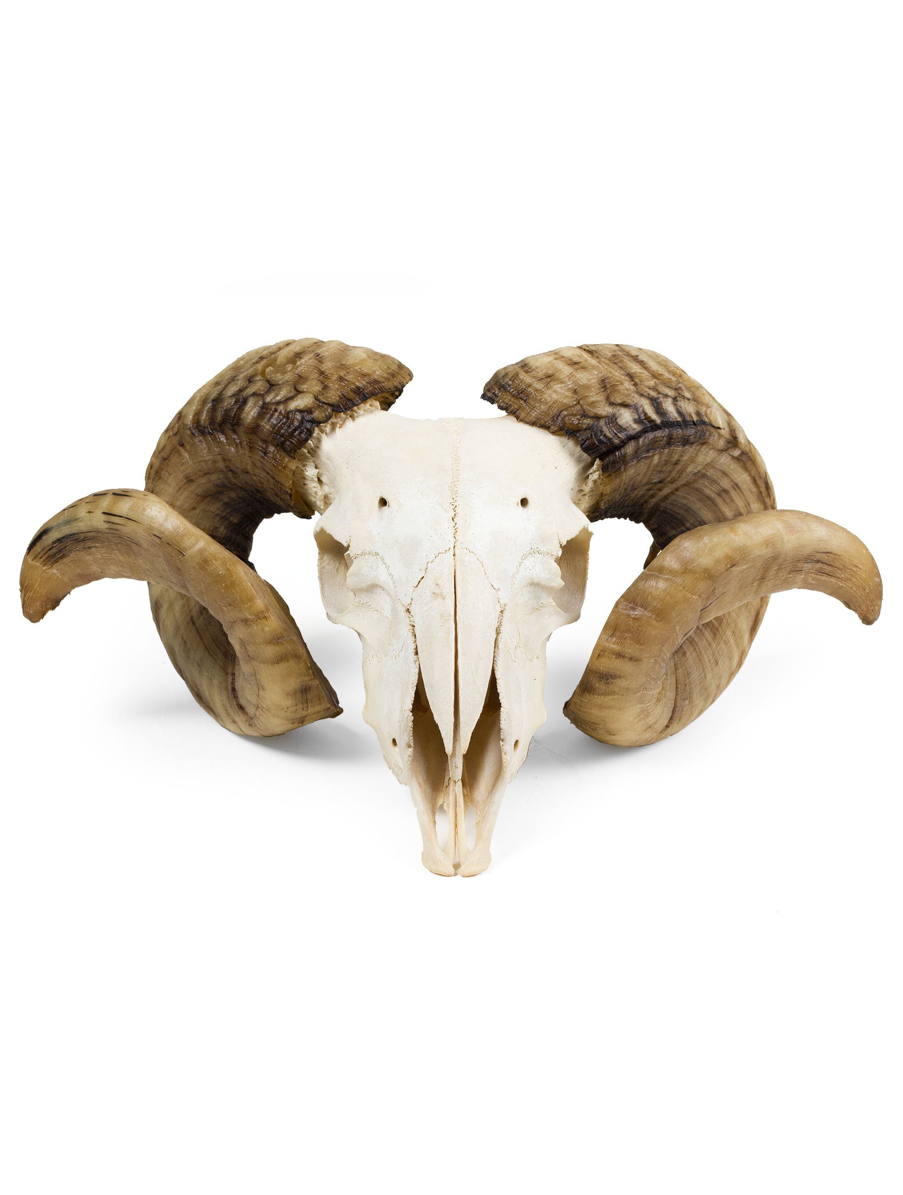 Domestic Ram Skull - (Ovis aries) | The Weird & Wonderful