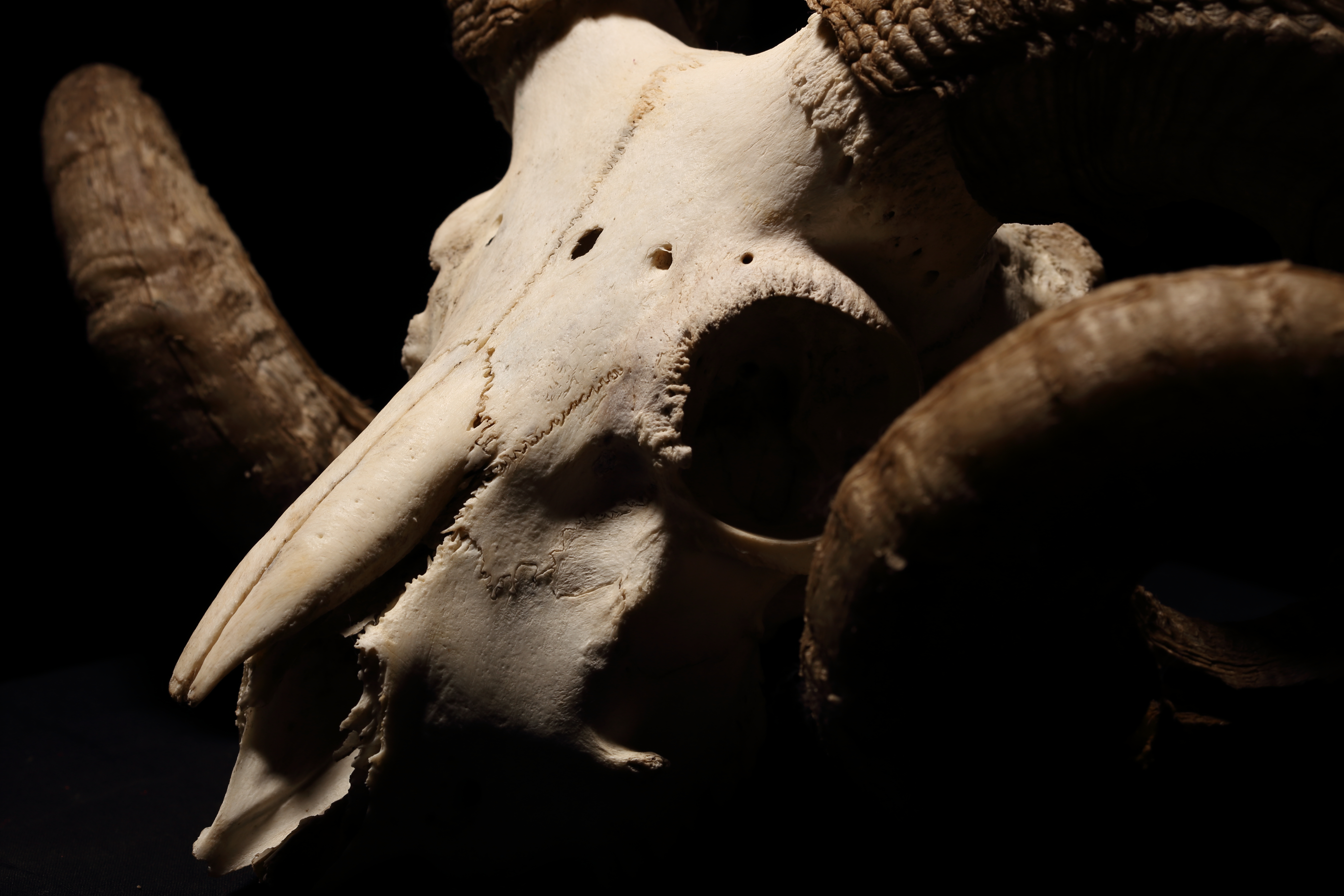 Ram skull and horns photo