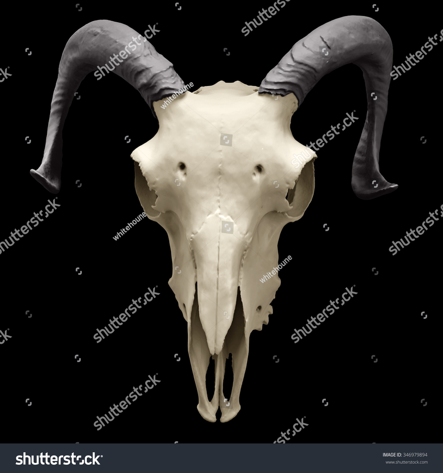 Single Ram Skull Frontal View Isolated Stock Illustration 346979894 ...