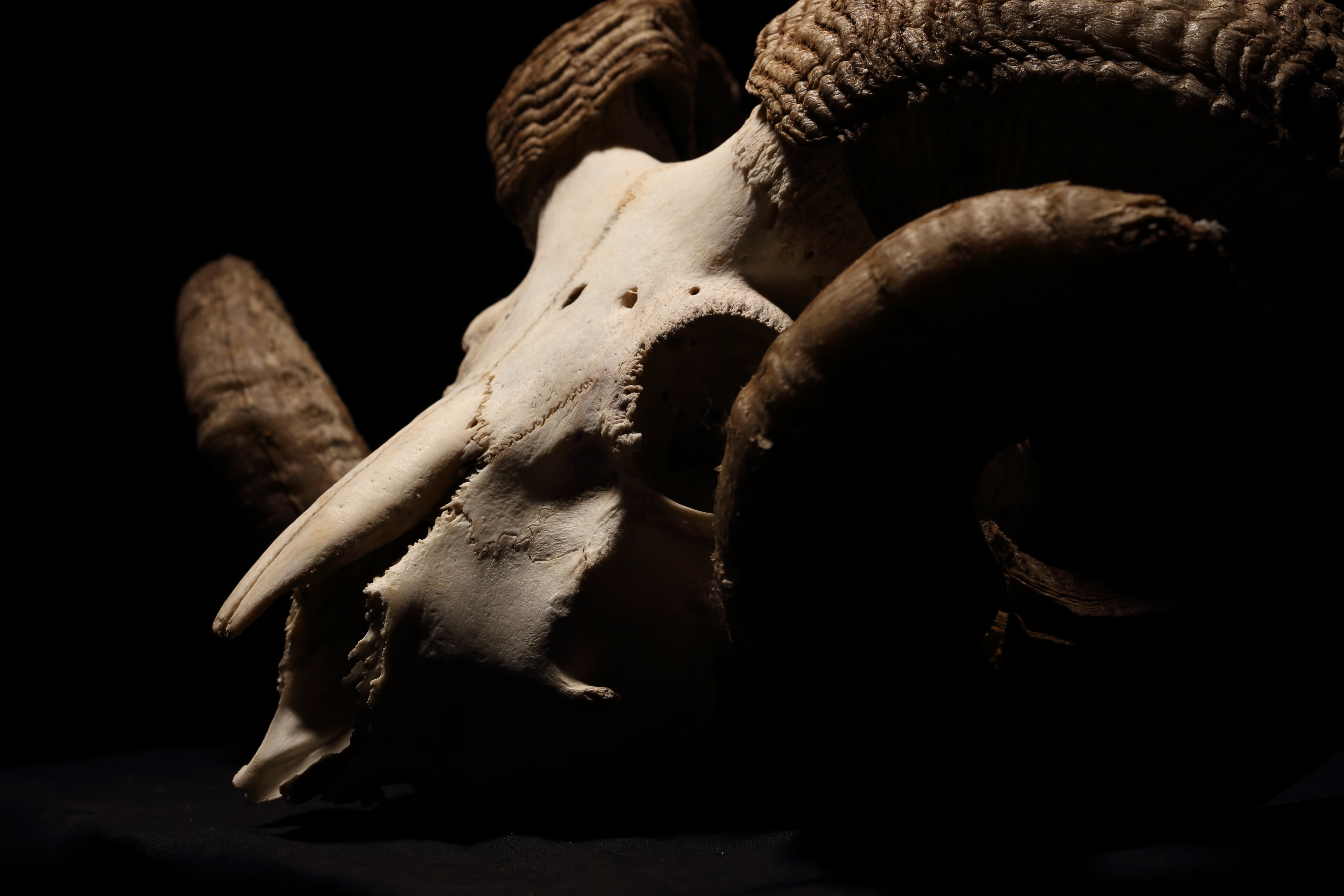 Ram skull with horns photo