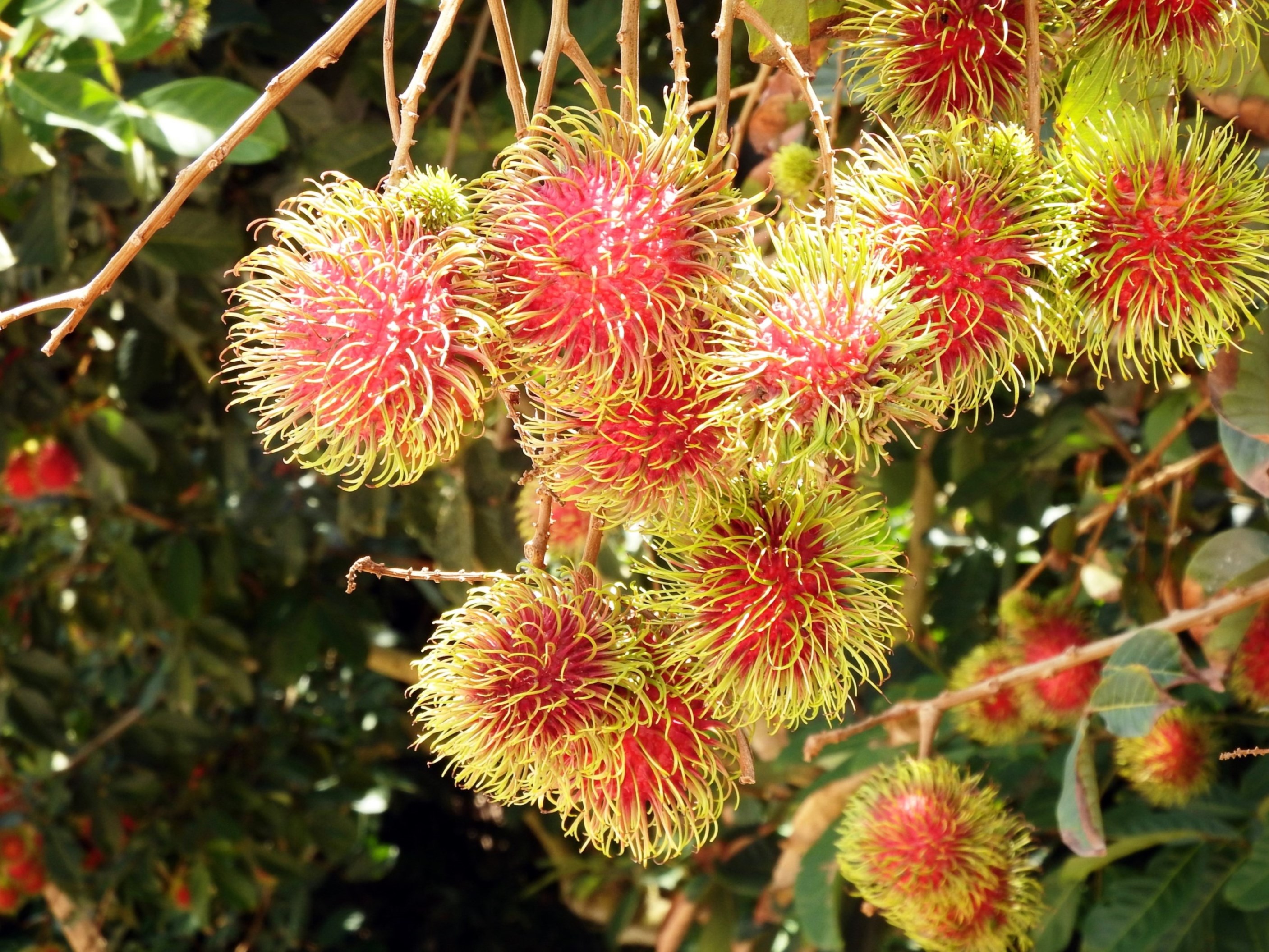 Free photo: Rambutan Fruit Tree - Asian, Tropical, Tree - Free Download ...