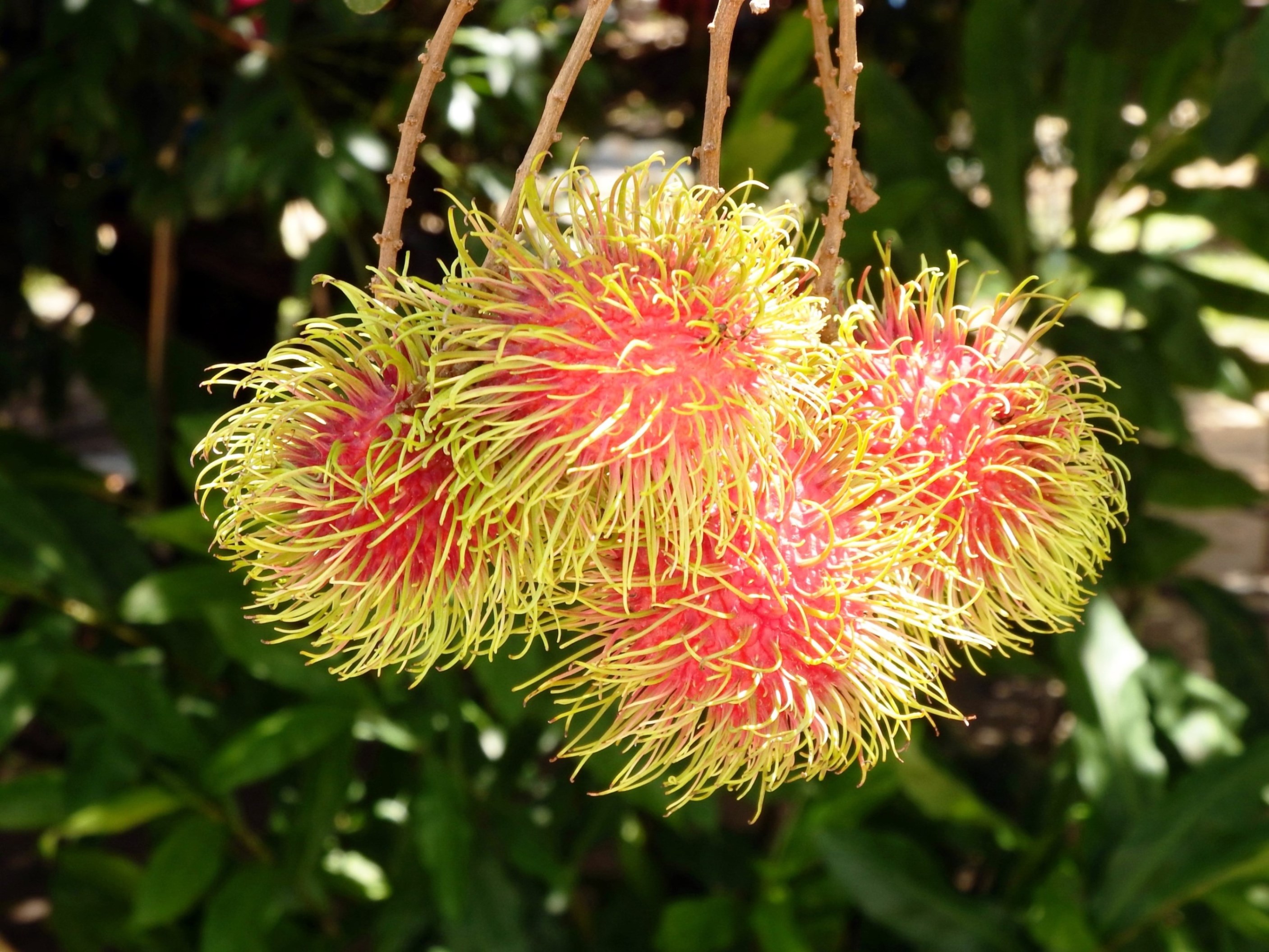 Rambutan fruit tree photo