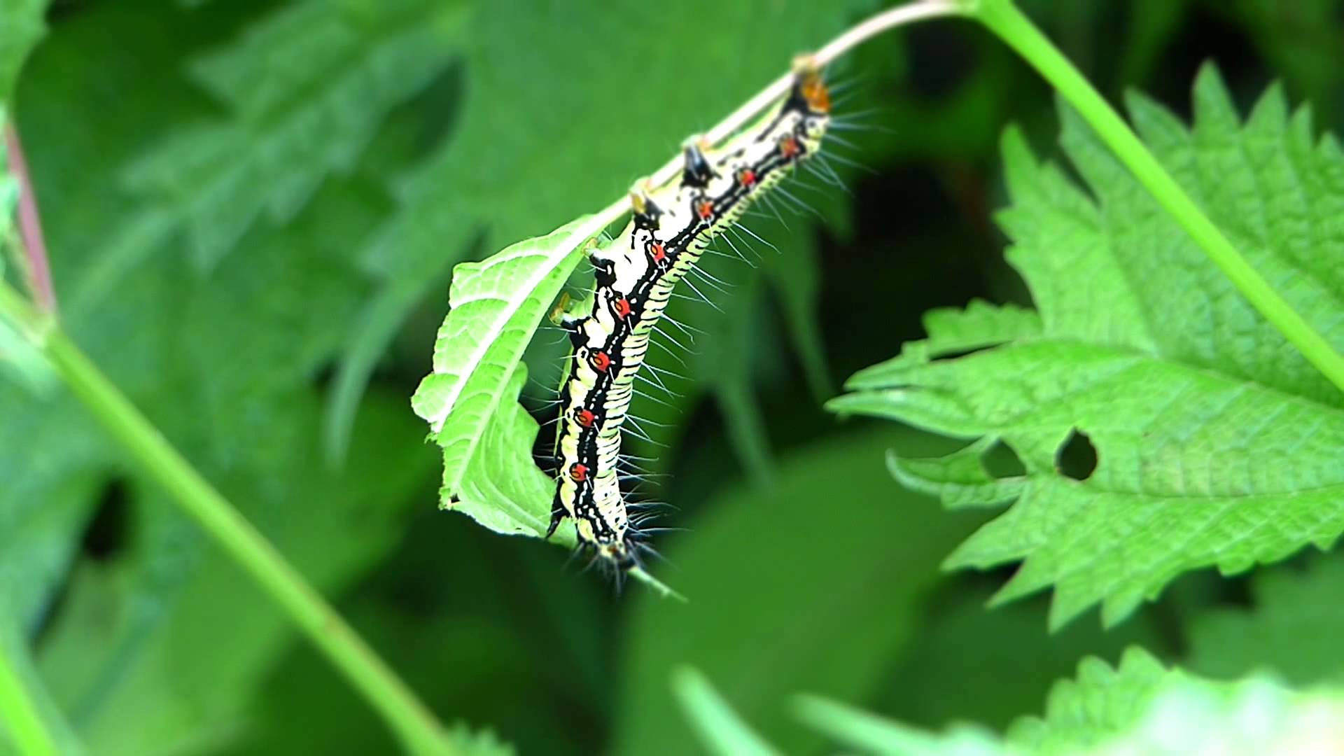 Ramie Caterpillar Defecating フクラスズメ（蛾）幼虫の脱糞 - YouTube
