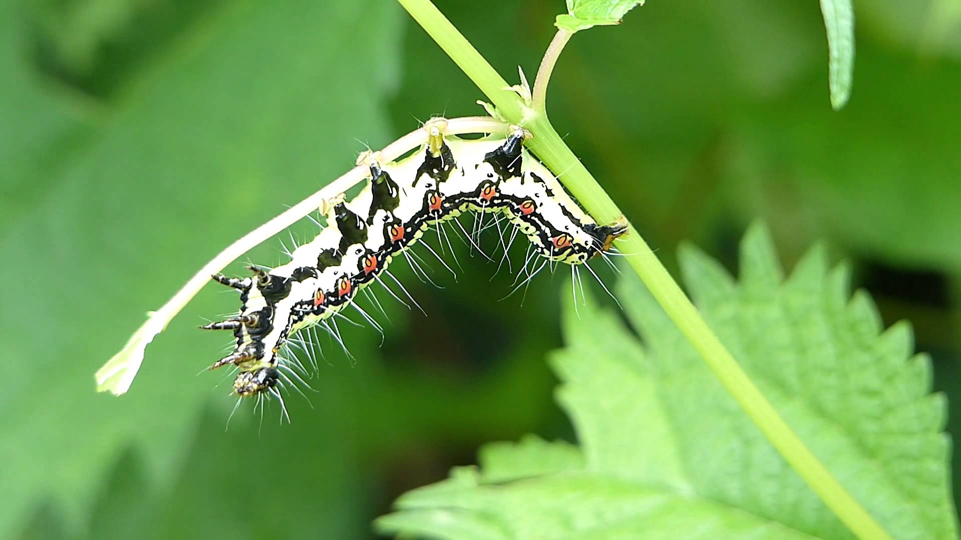 Ramie Caterpillar vs. Paper Wasp フクラスズメ（蛾）幼虫がキ ...