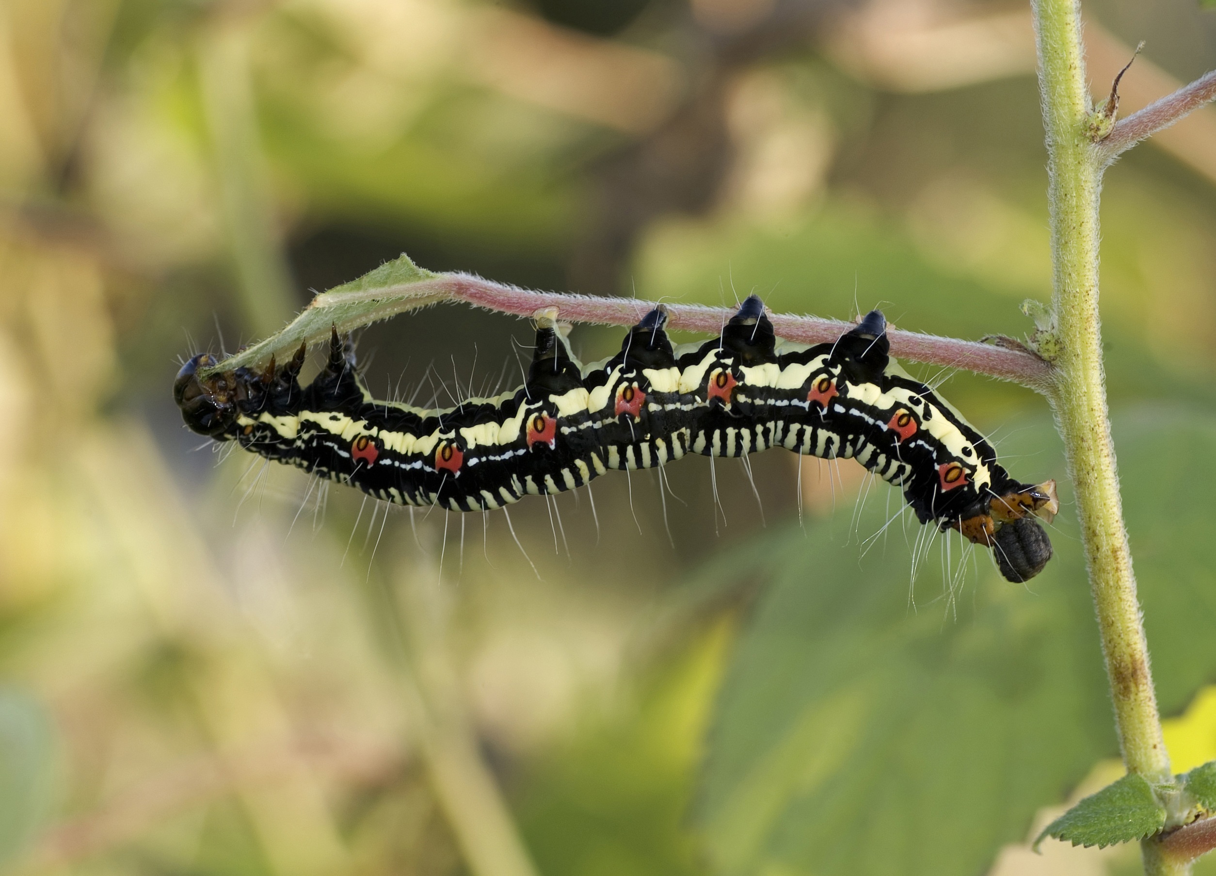 Ramie Caterpillar, Animal, Caterpillar, Insect, Nature, HQ Photo