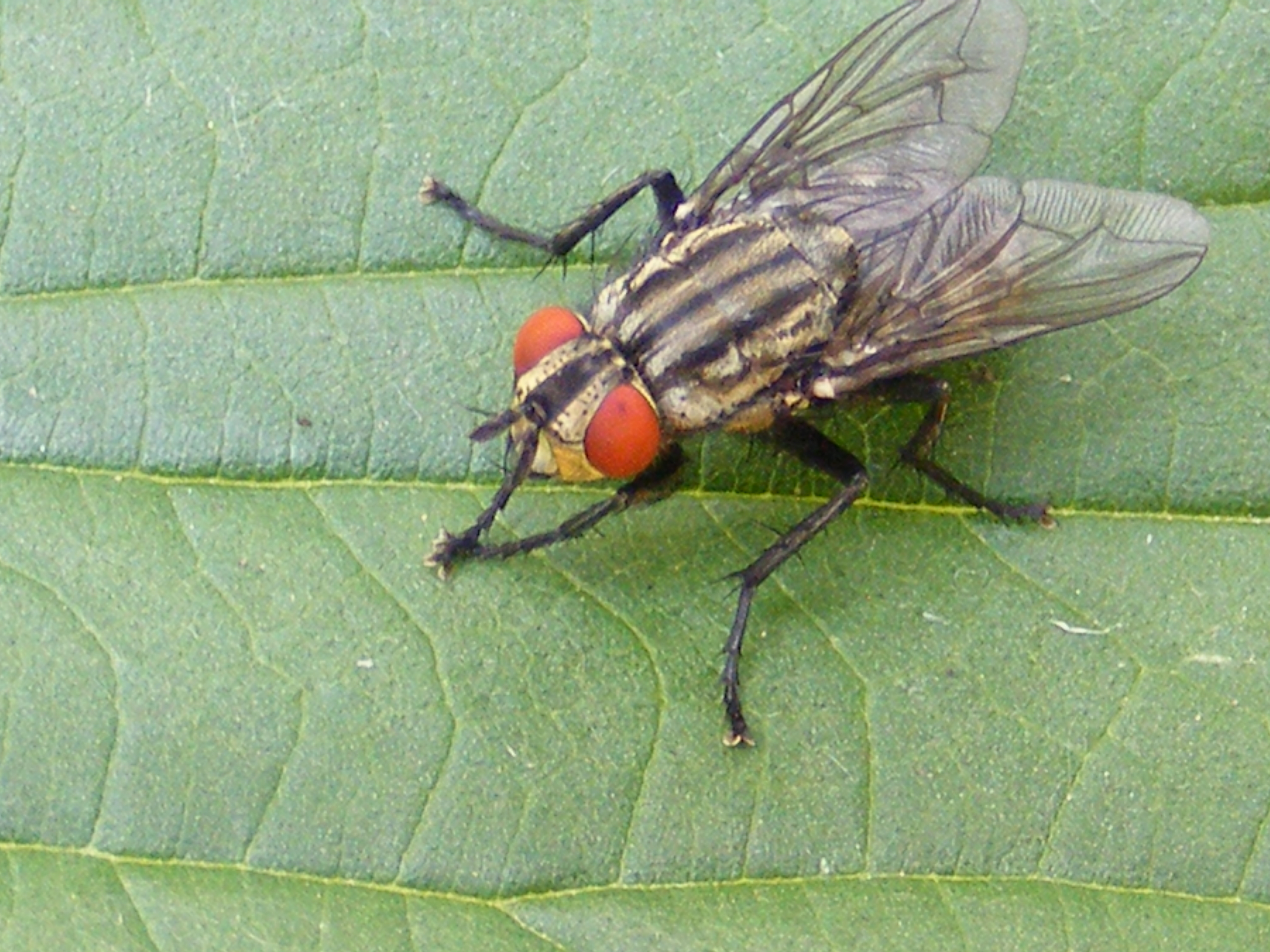 Random Insect: Flesh fly | The Life of Your Time