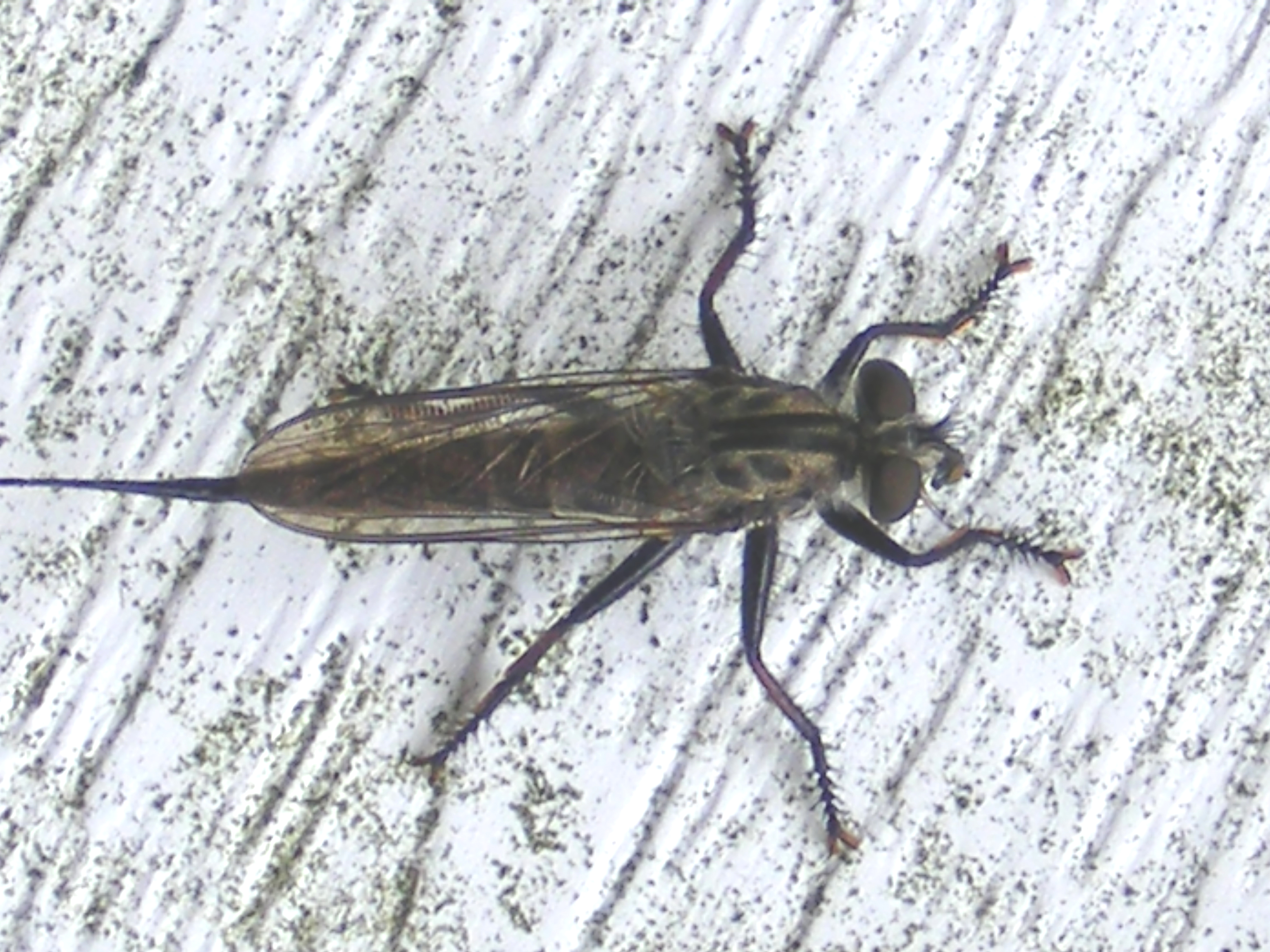 Random Insect: Robber fly | The Life of Your Time