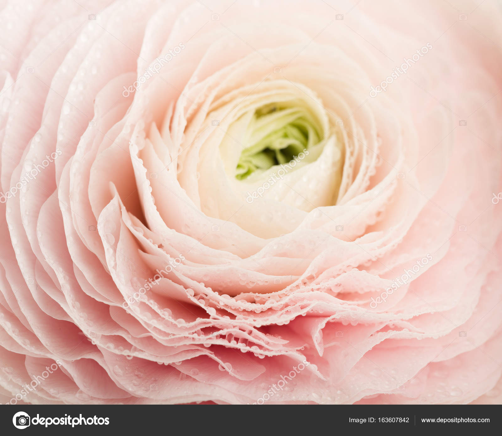 Pink Ranunculus Flower — Stock Photo © valphoto #163607842