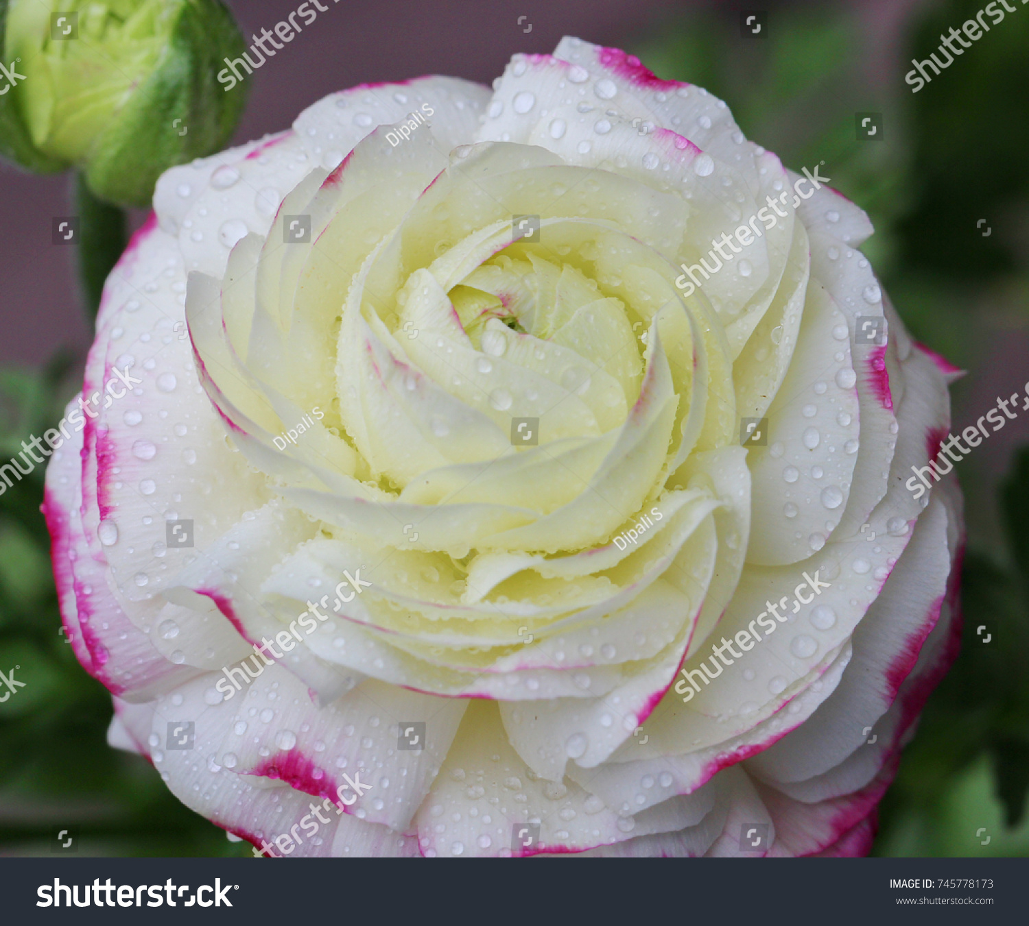 Close Ranunculus Flower Buttercup Selective Focus Stock Photo ...