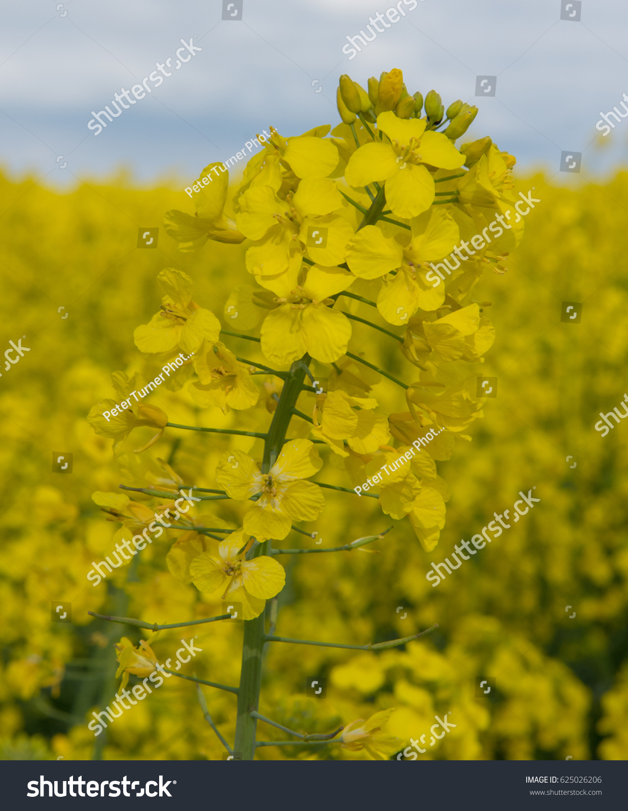 Rapeseed Brassica Napus Growing On Farm Stock Photo (Royalty Free ...