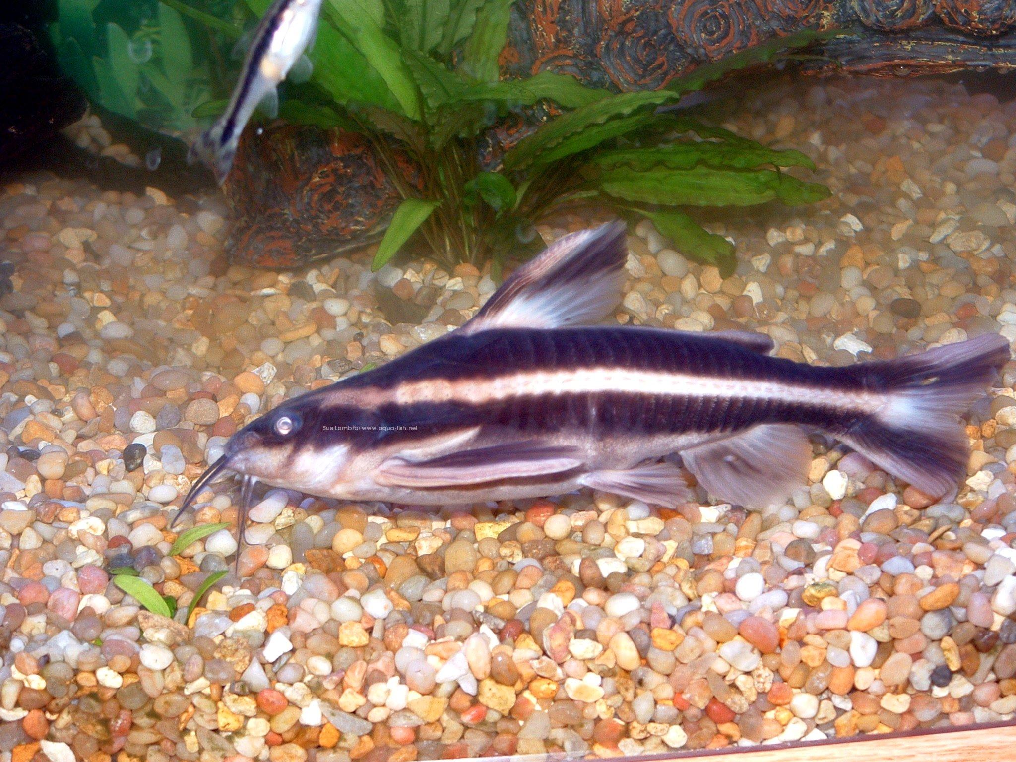 A forum and guide on keeping Striped raphael catfish (Platydoras ...