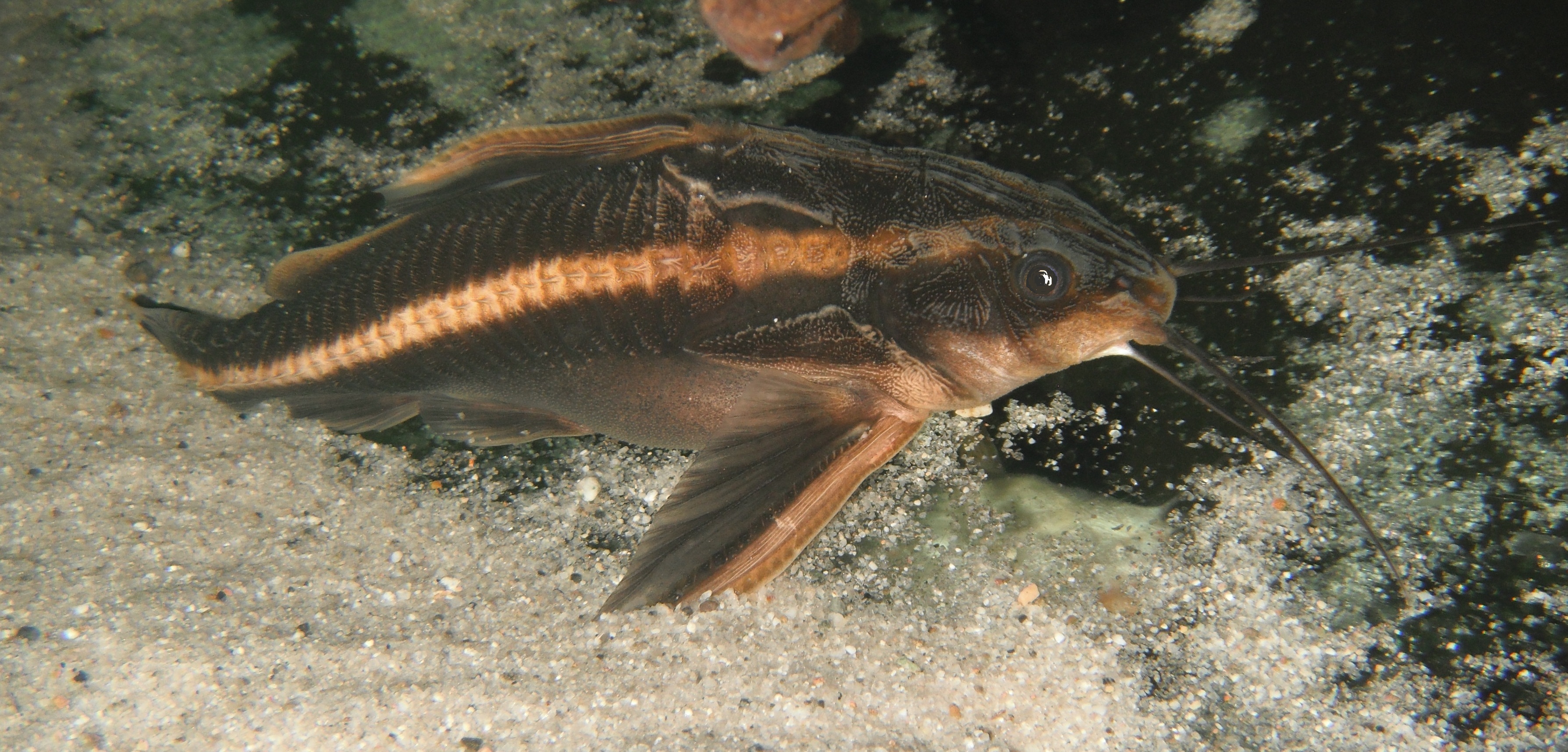 Raphael catfish (platydoras armatulus) photo