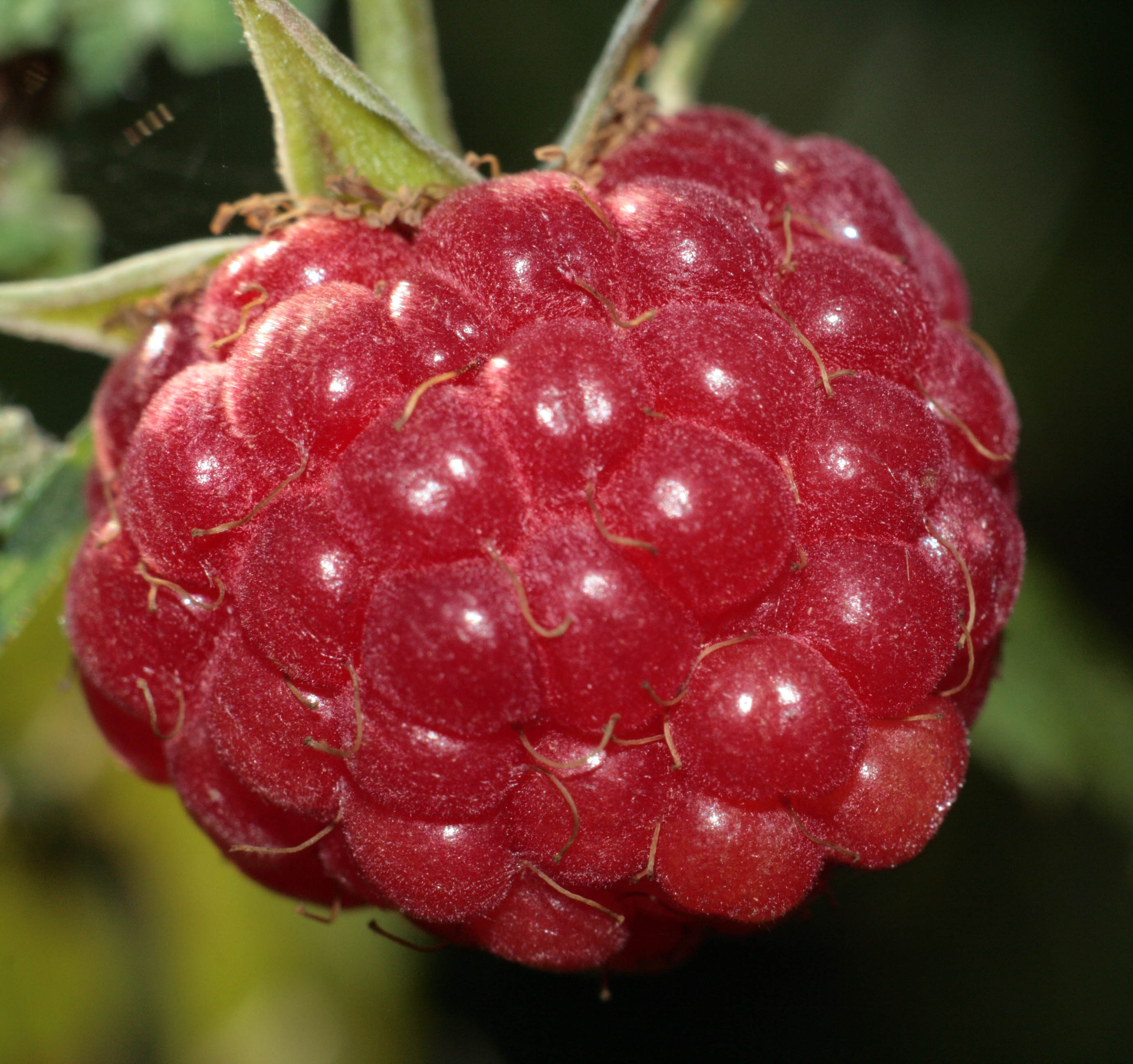 Raspberry Growing and Harvest Information | Growing Vegetables