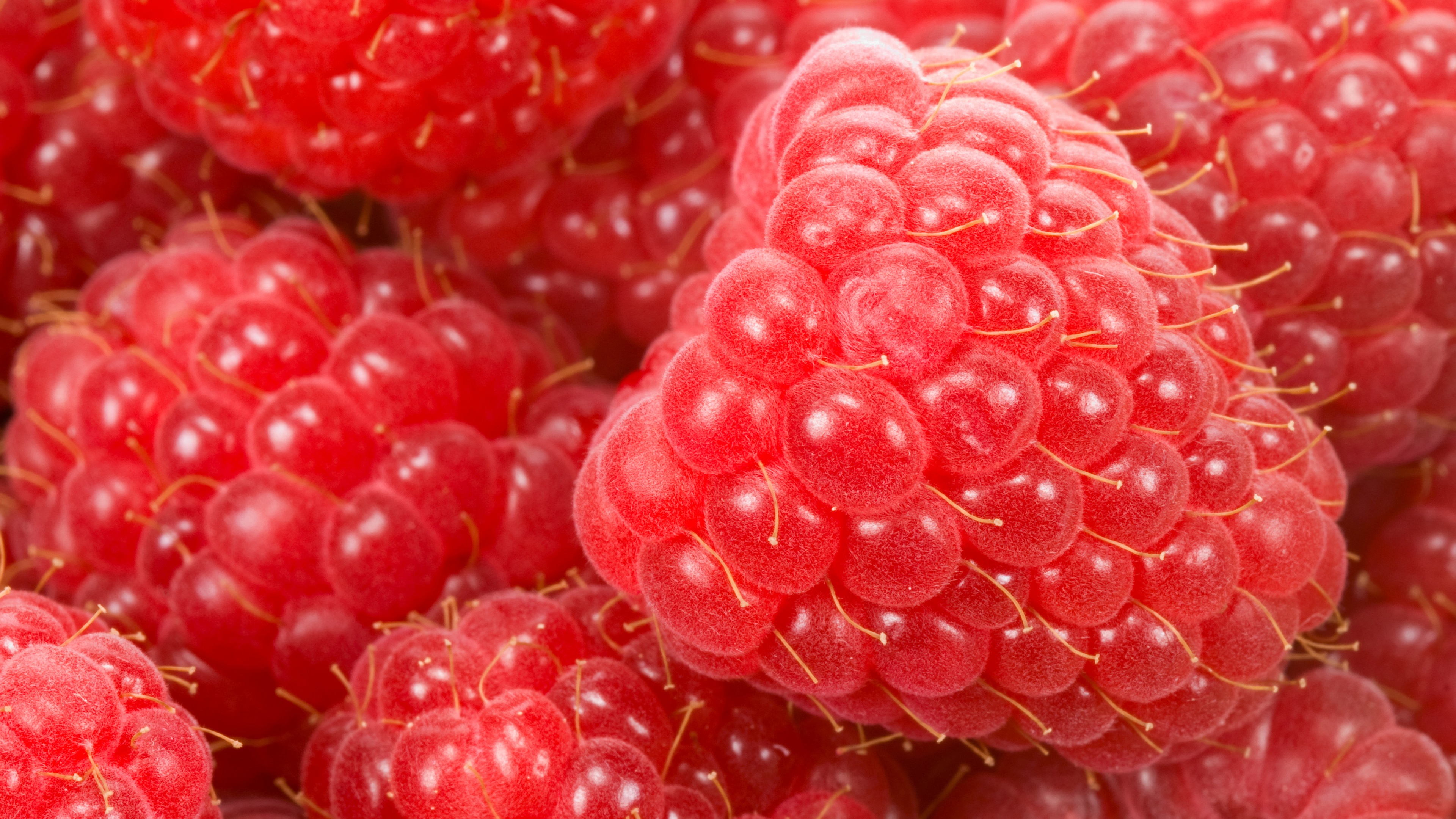 Wallpaper Red raspberries macro photography, fruits close-up ...