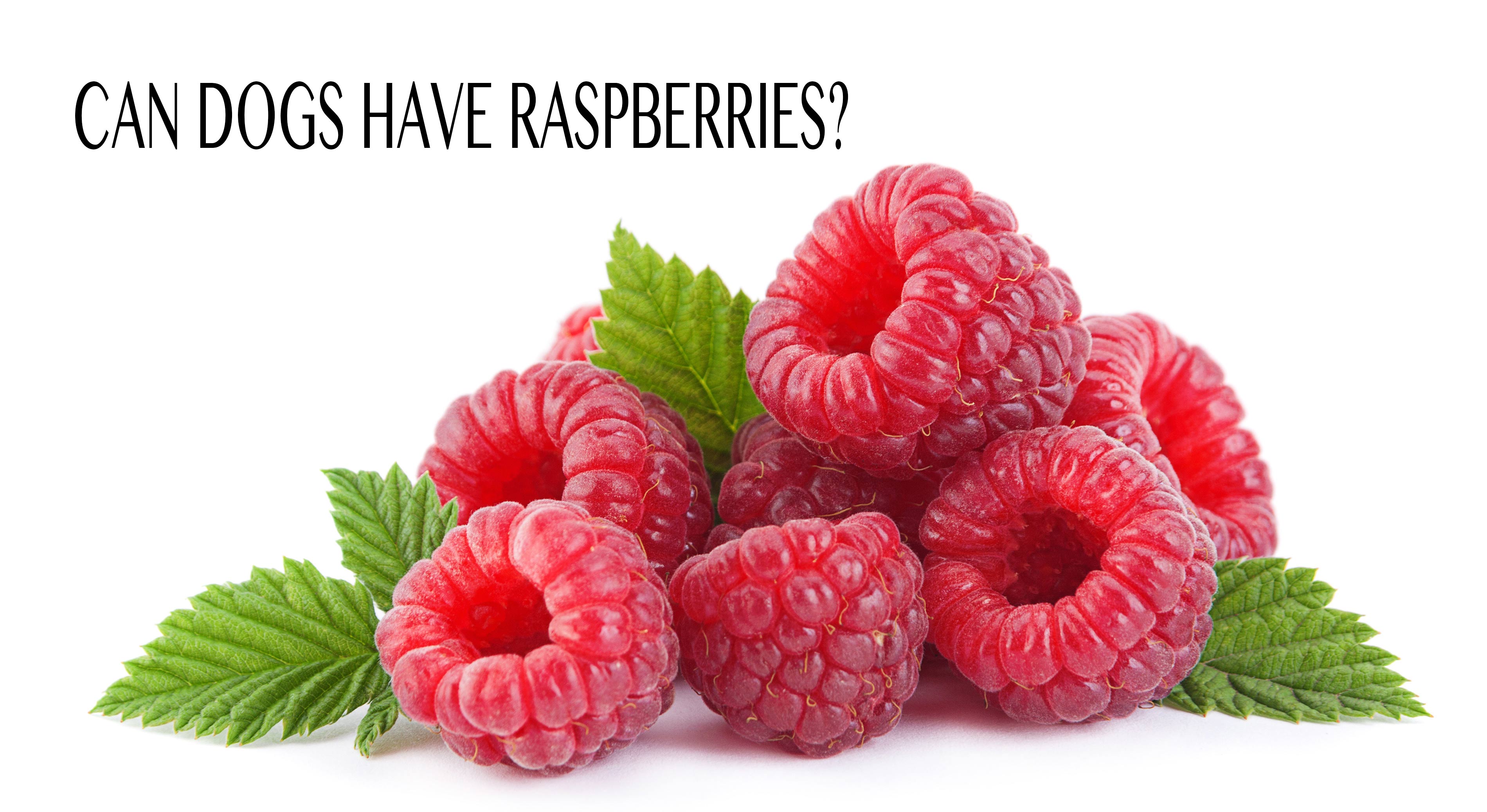 Can Dogs Have Raspberries - The Happy Puppy Site Investigates!