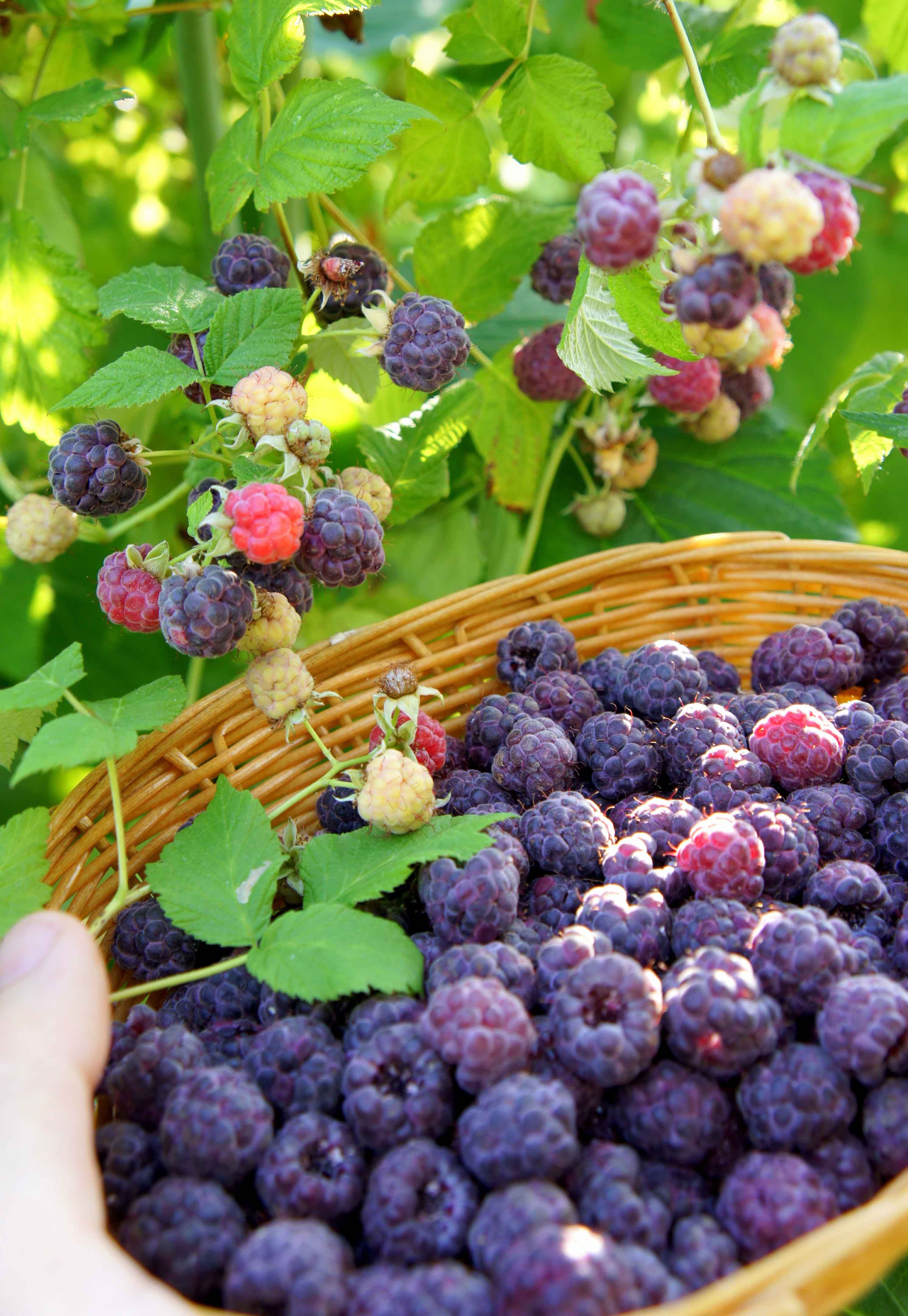 My favourite berry in the world, the purple raspberry 'Glen coe ...