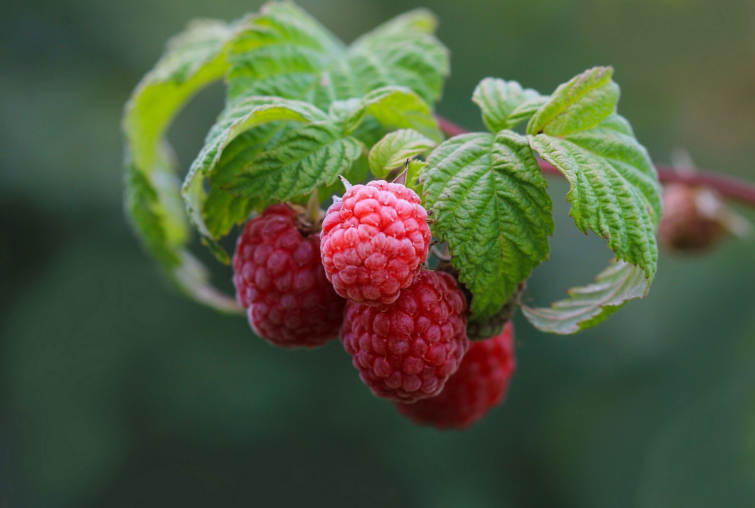 fresh-ripe-raspberry-on-branches-with-green-leaves-in-the-garden ...