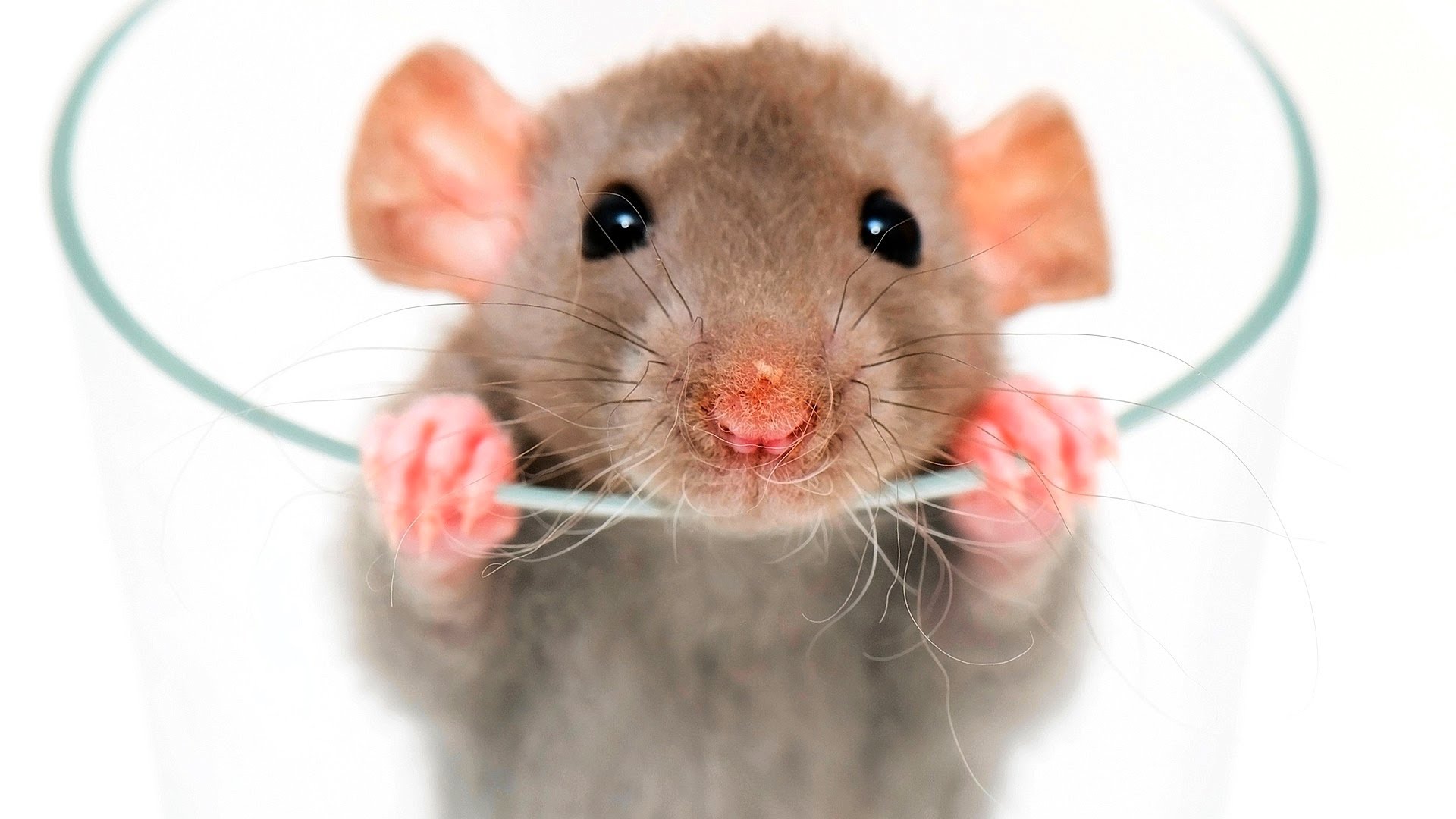 How to Fix a Rat Behavior Problem | Pet Rats - YouTube