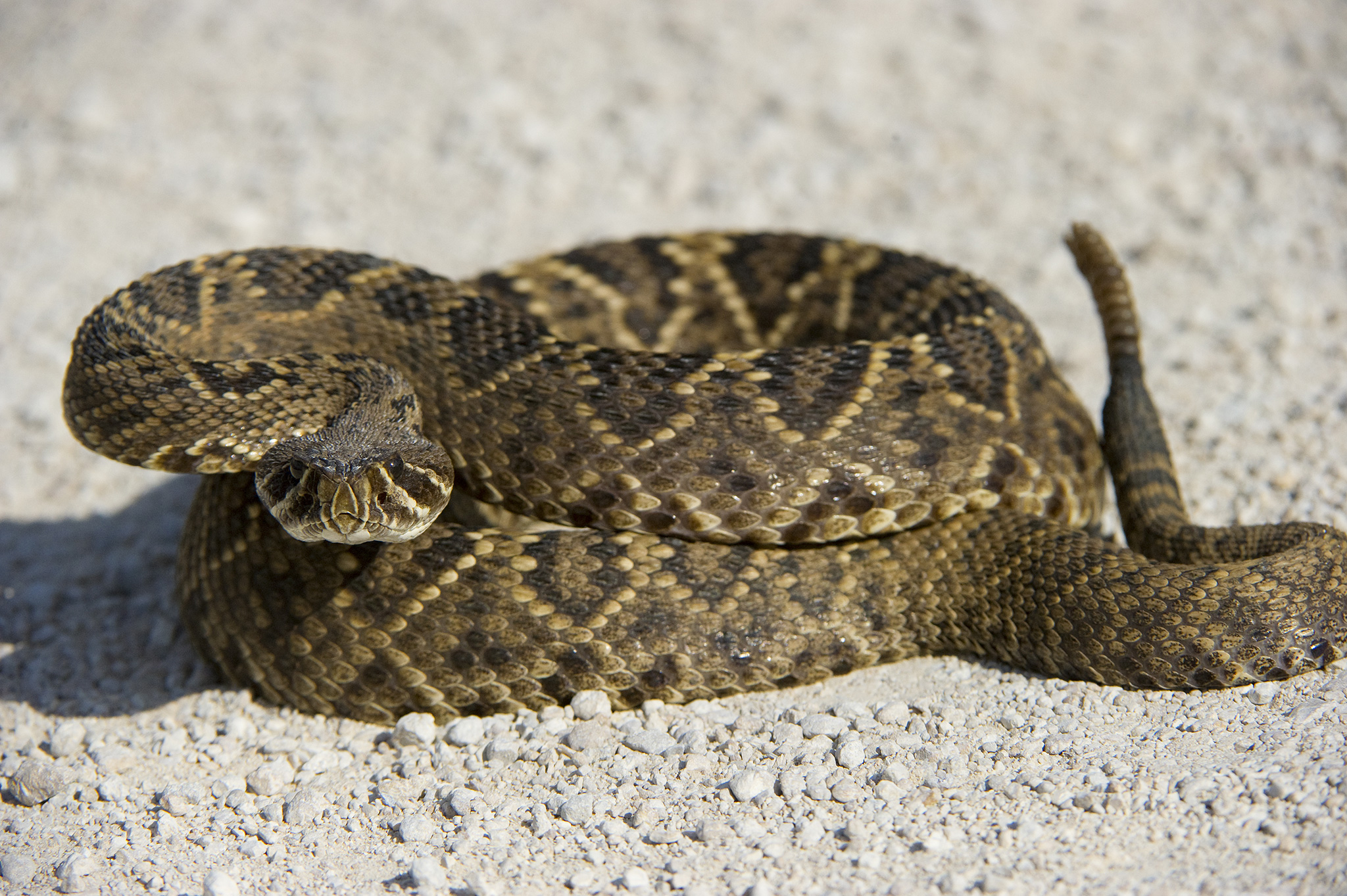 Rattle snake photo